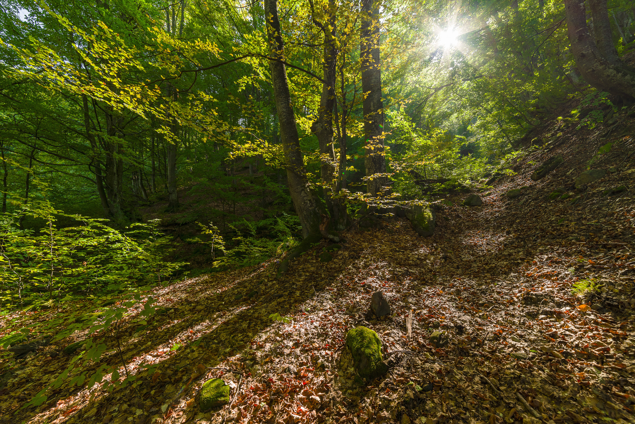 A Series Lens sample photo. Forest photography