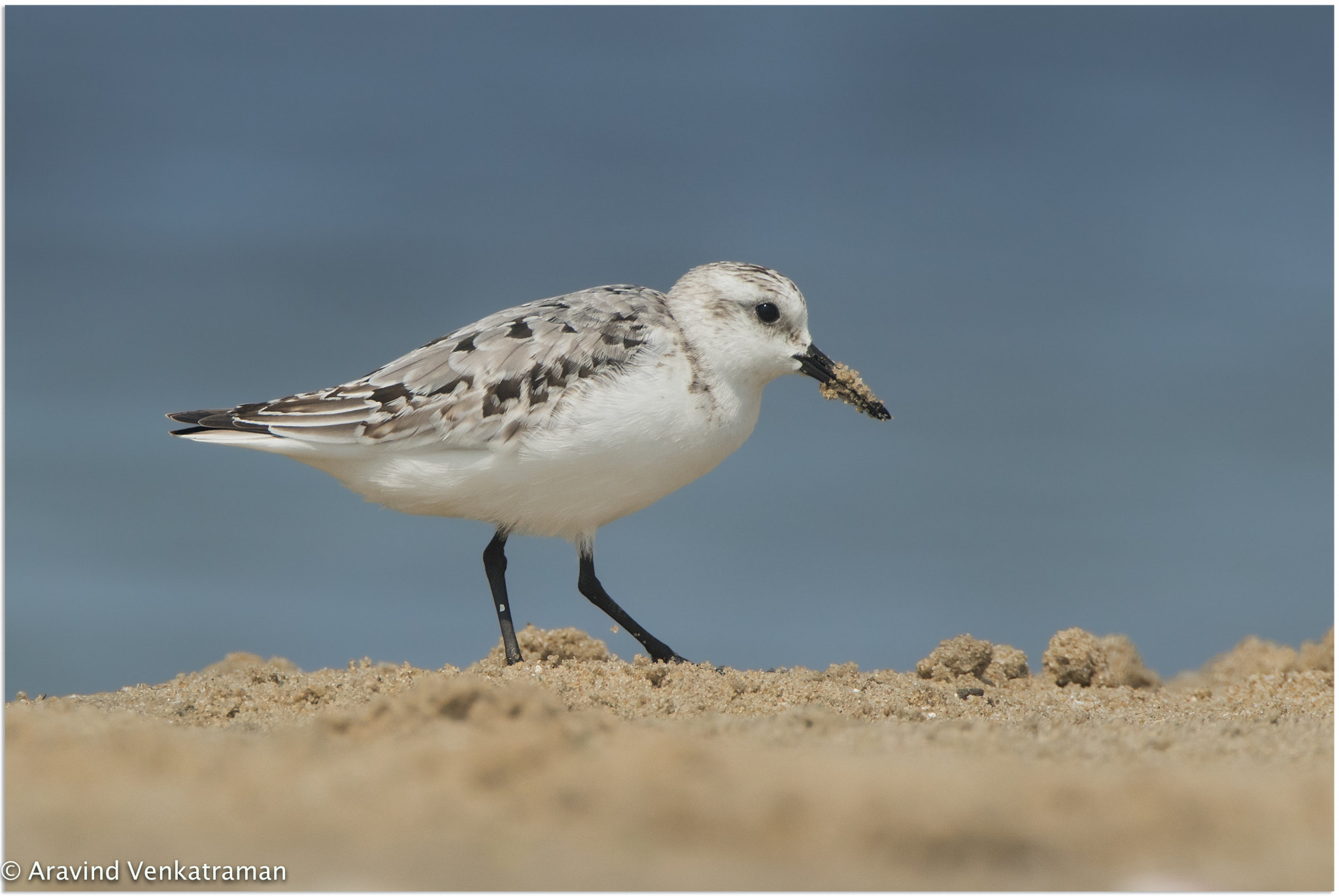 Canon EOS 7D Mark II + Canon EF 500mm F4L IS USM sample photo. Sanderling photography