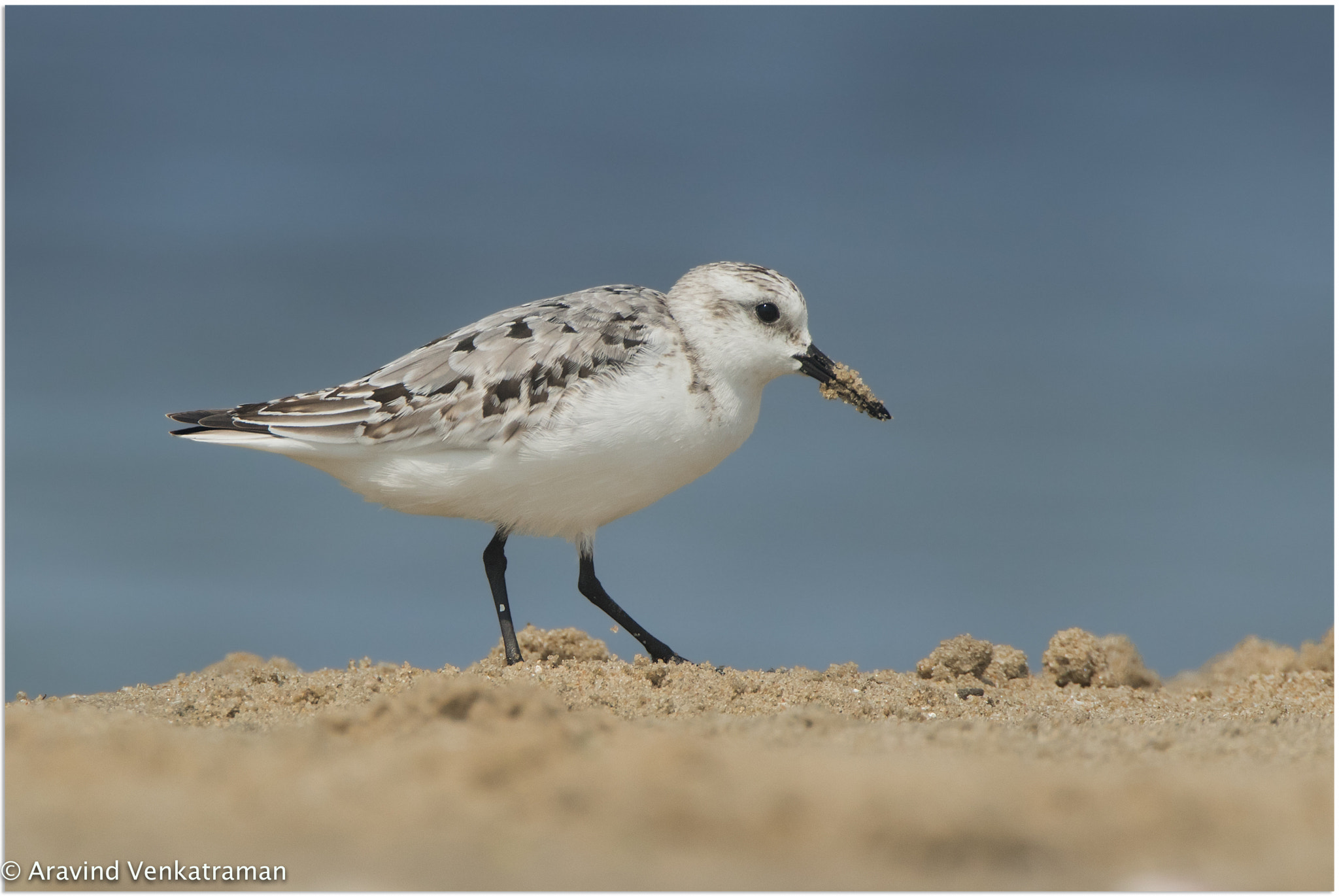 Canon EOS 7D Mark II sample photo. Sanderling photography