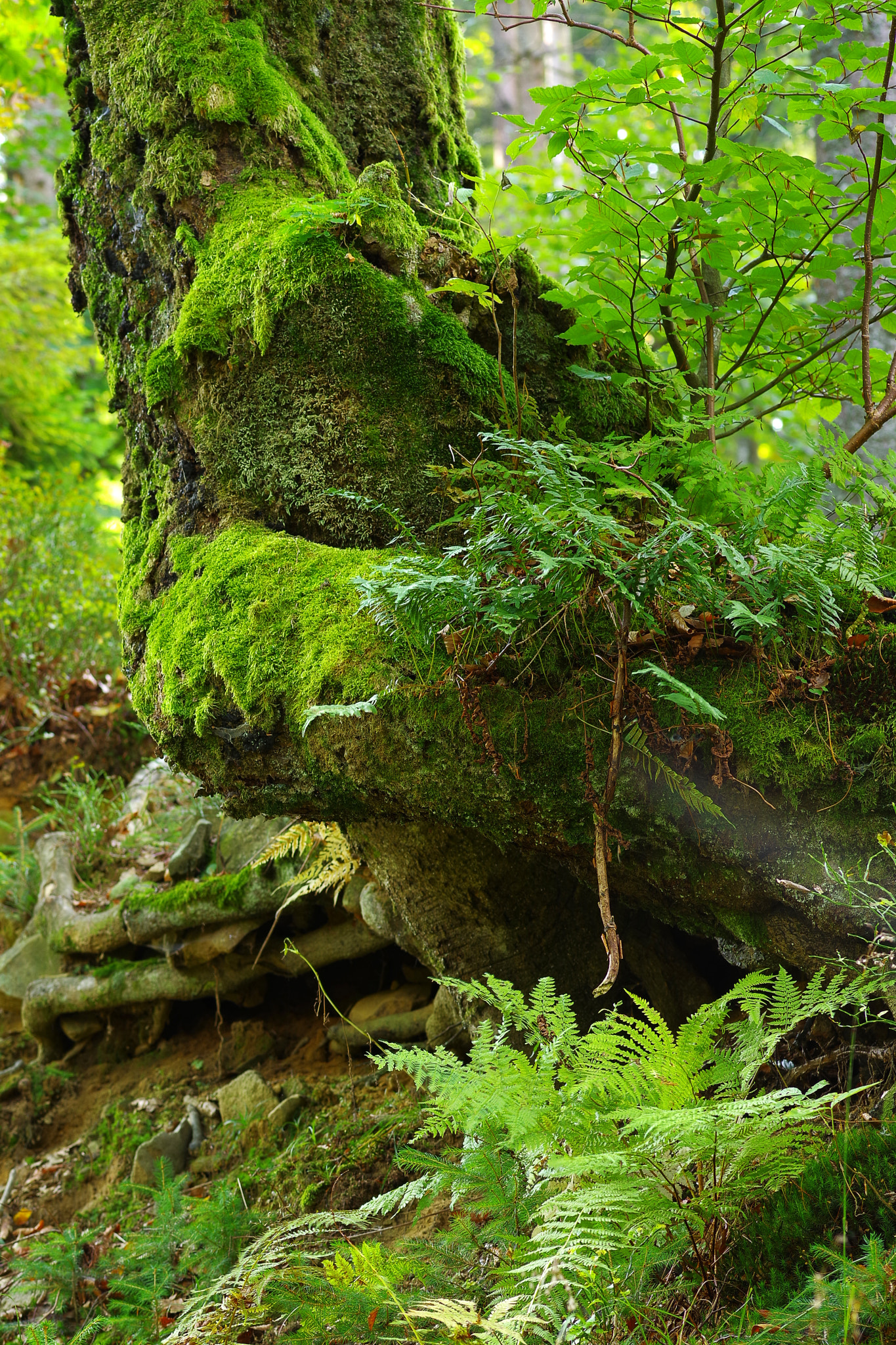 Pentax K-1 + Pentax smc D-FA 100mm F2.8 macro sample photo. Forest photography