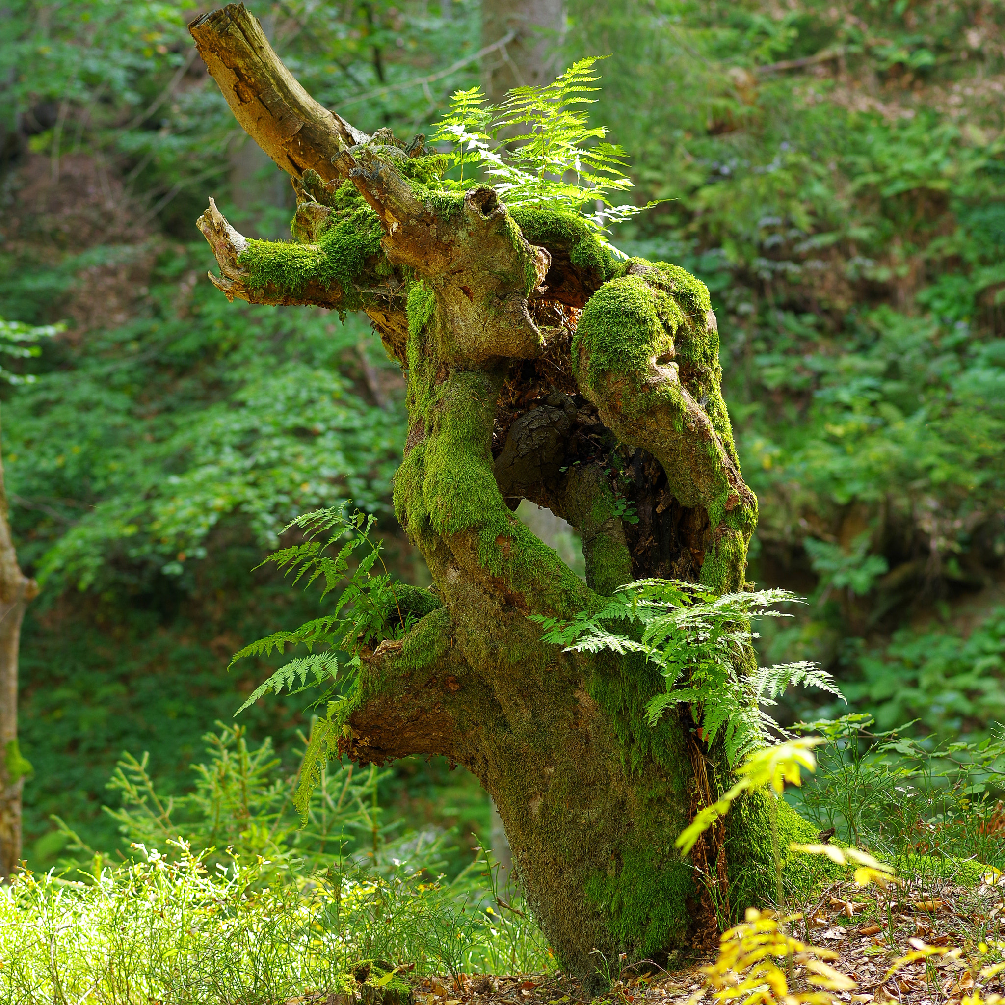 Pentax K-1 + Pentax smc D-FA 100mm F2.8 macro sample photo. Forest photography