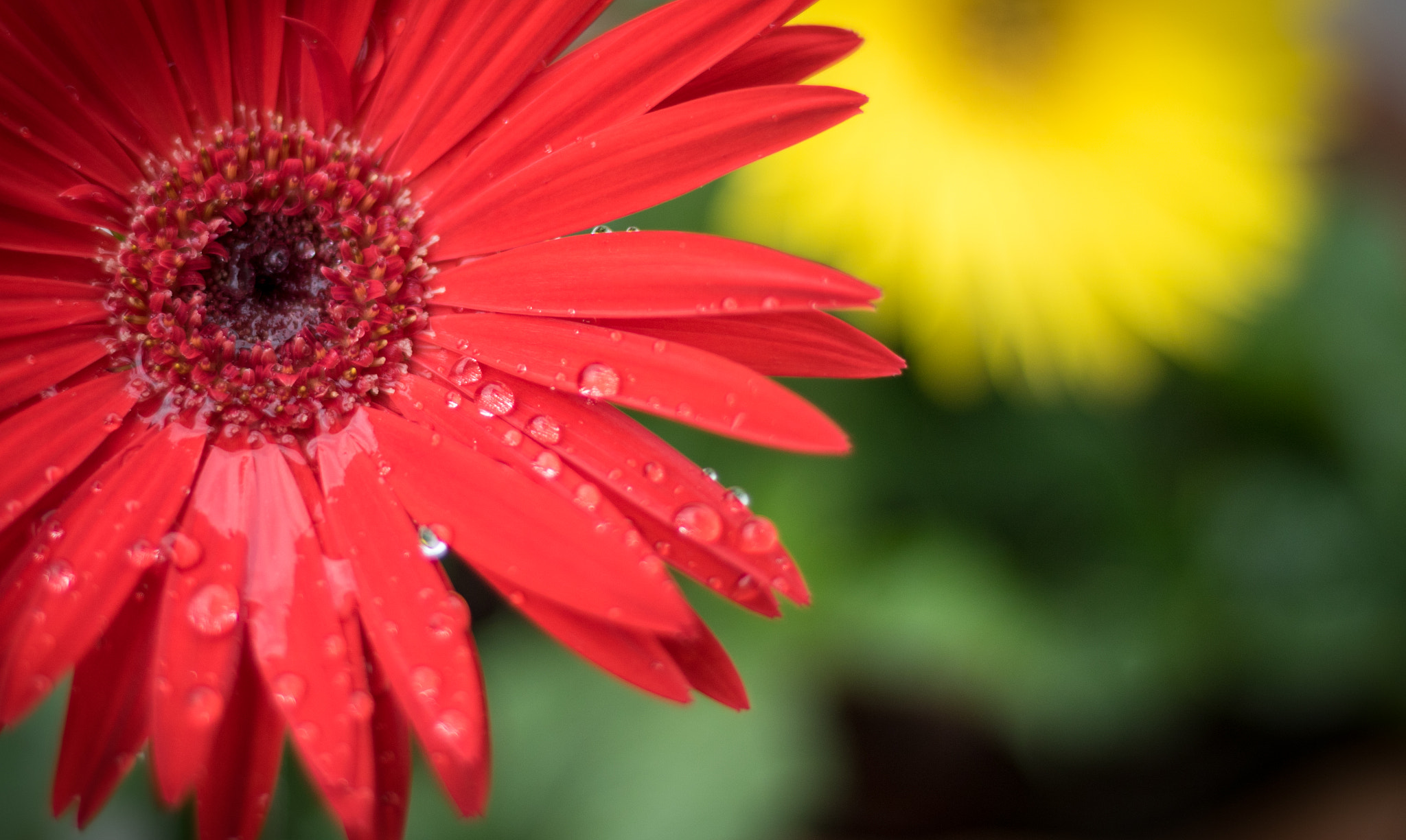 Canon EOS 750D (EOS Rebel T6i / EOS Kiss X8i) sample photo. Flower in the rain photography