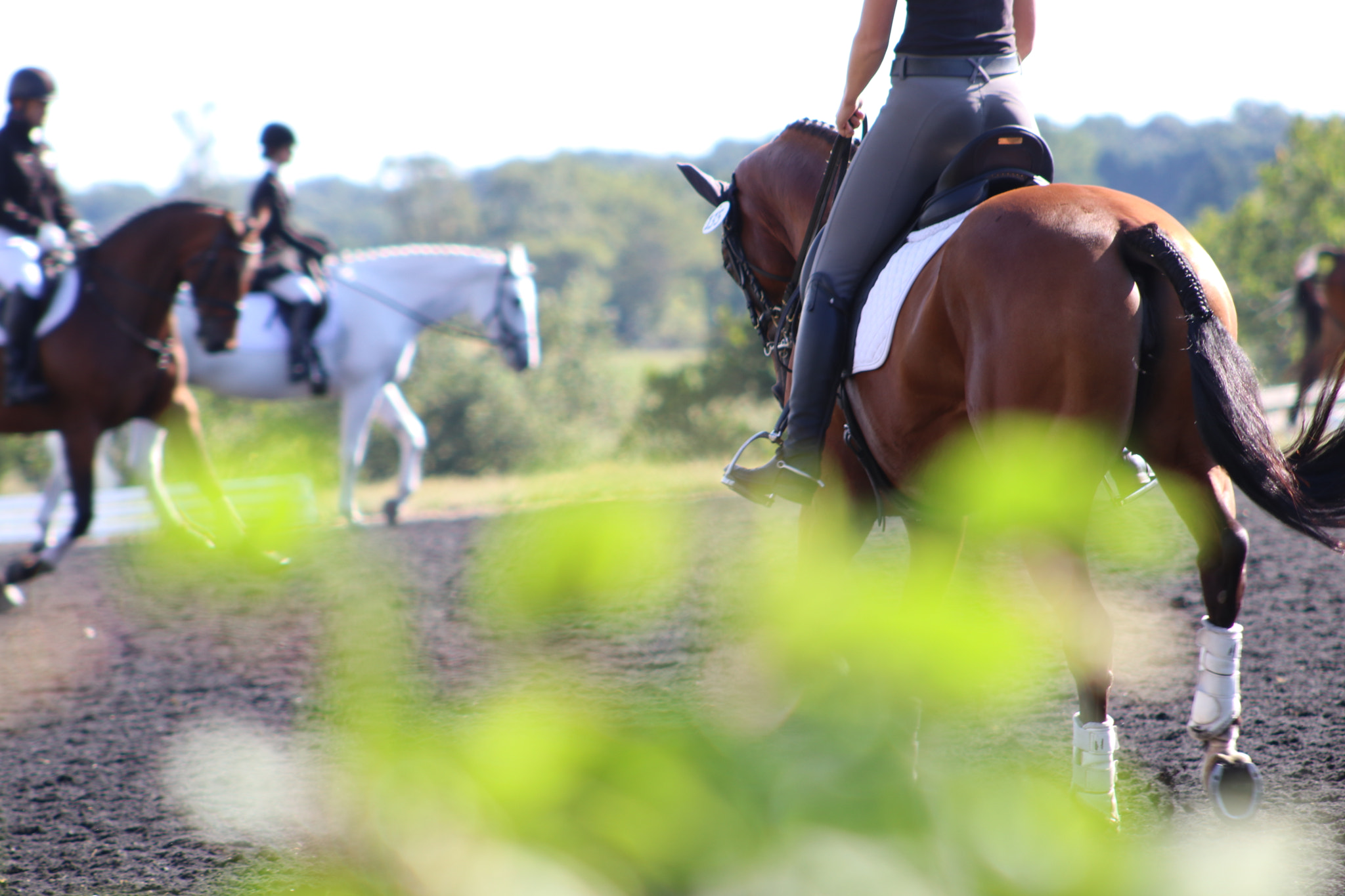 Canon EOS 80D + EF75-300mm f/4-5.6 sample photo. Dressage photography