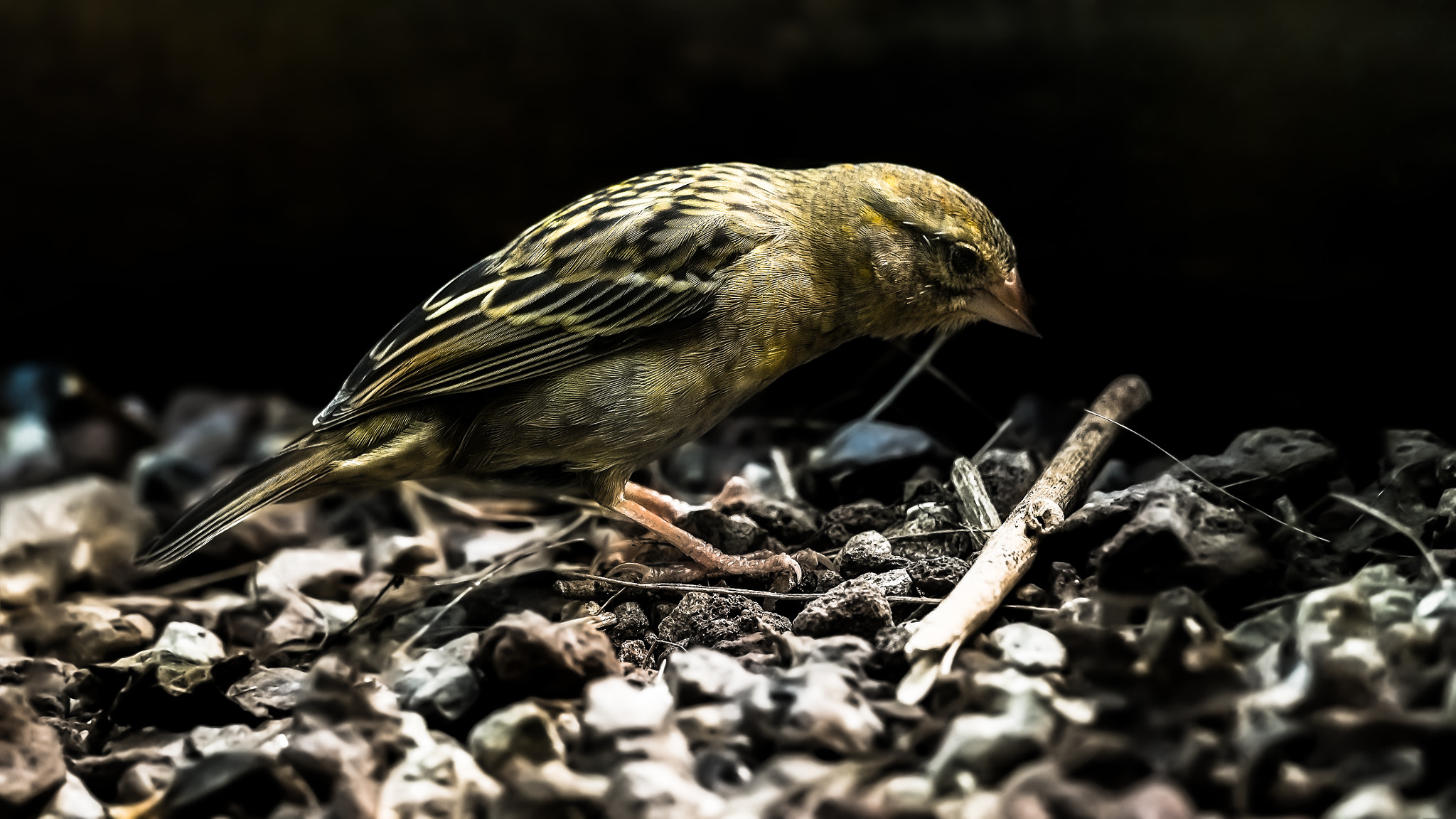 Olympus OM-D E-M1 Mark II + OLYMPUS M.300mm F4.0 sample photo. Black redstart photography