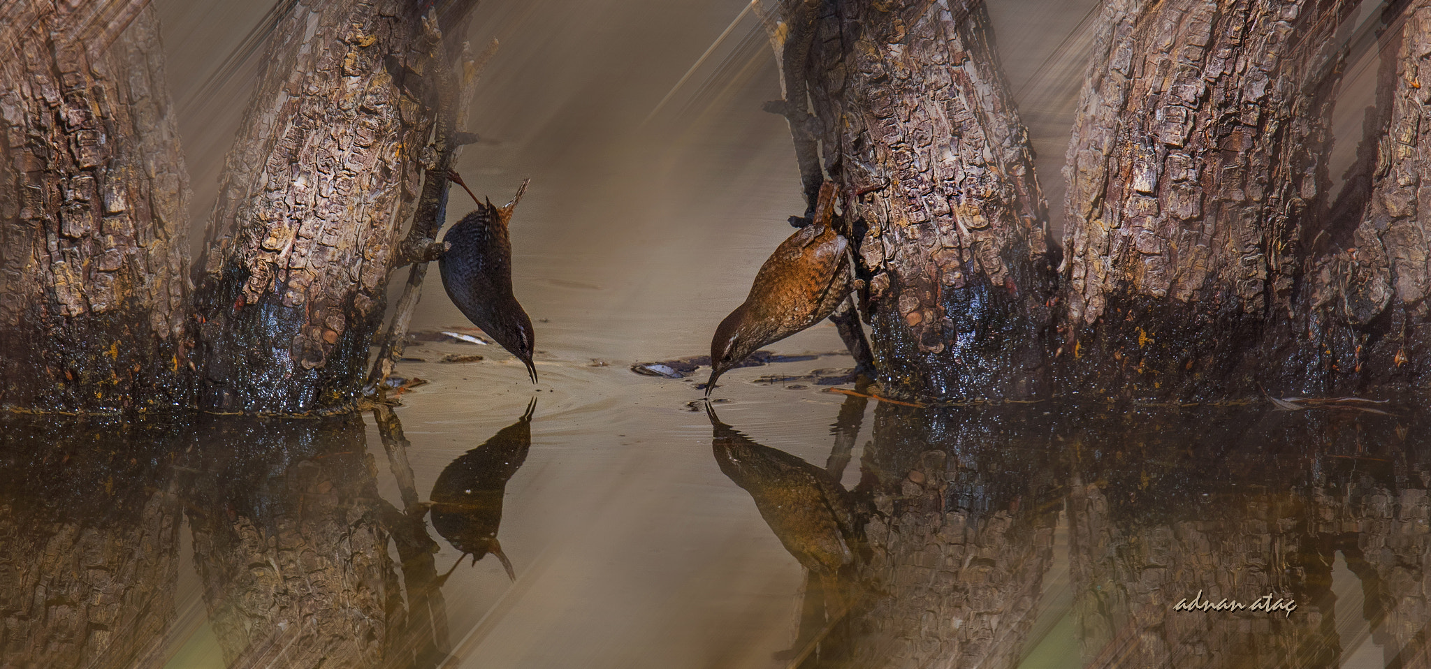 Sigma 150-600mm F5-6.3 DG OS HSM | S sample photo. Çitkuşu - eurasian wren - troglodytes troglodytes photography