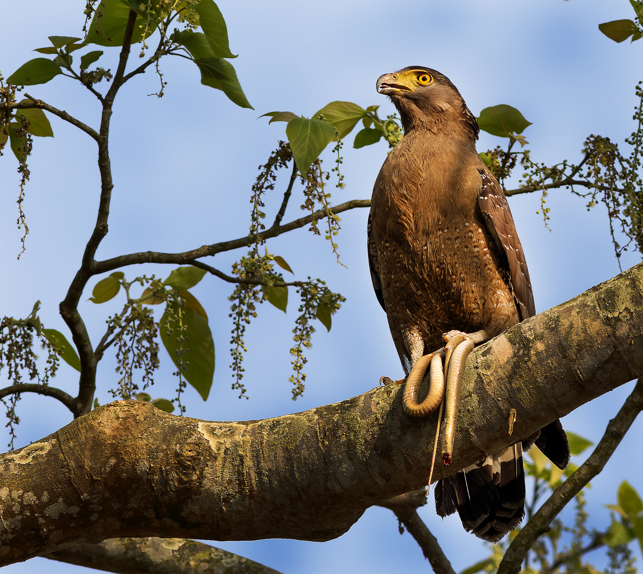 Canon EF 400mm F5.6L USM sample photo. Crested serpent eagle photography