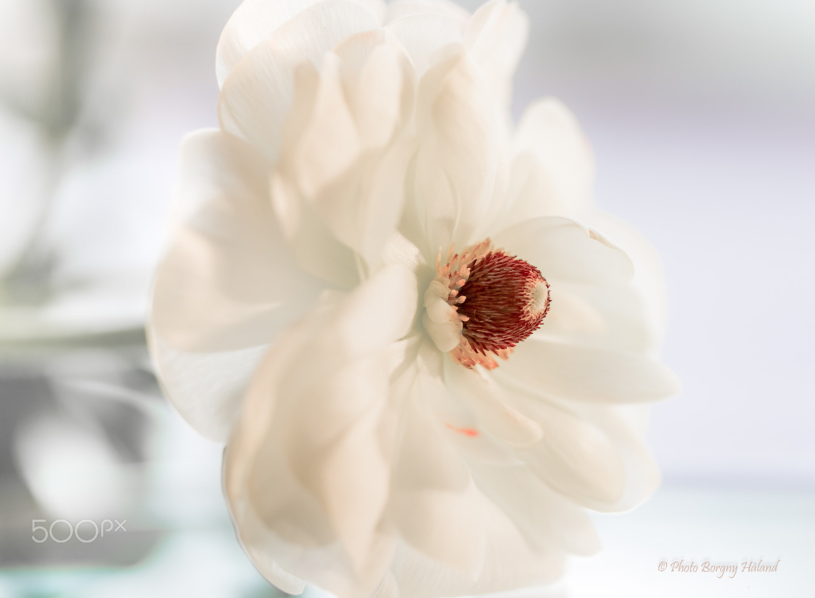 Canon EF-S 60mm F2.8 Macro USM sample photo. A white ranunculus ! photography