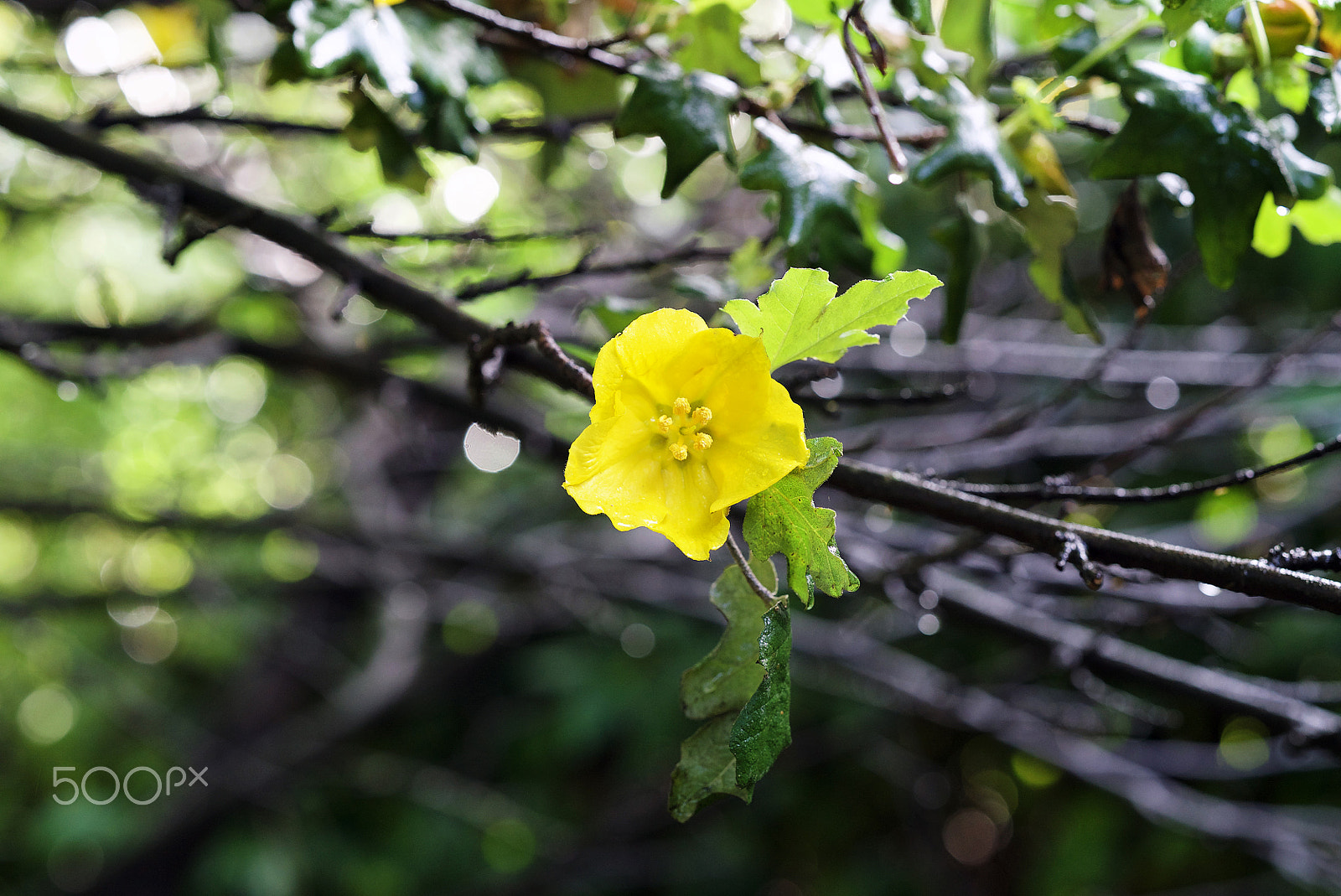 Sony a7S II sample photo. Like gold photography