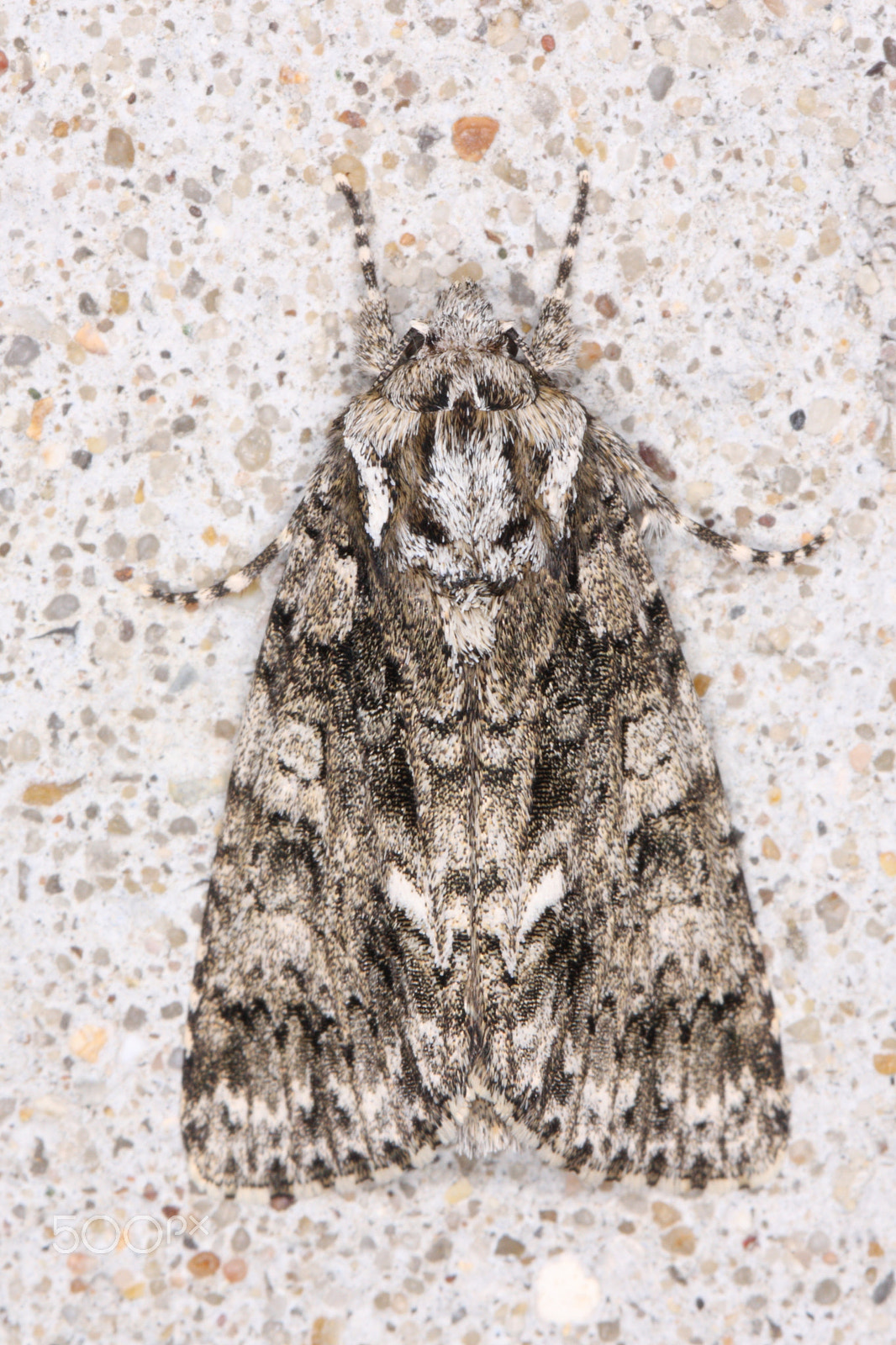 Canon EF 100mm F2.8L Macro IS USM sample photo. Knot grass photography