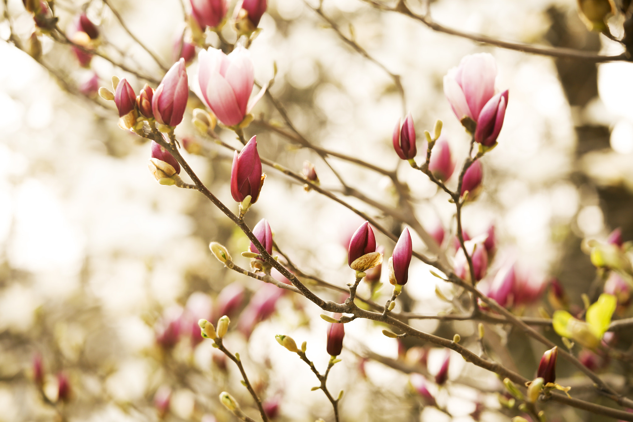 Canon EOS 6D + Canon EF 70-200mm F4L IS USM sample photo