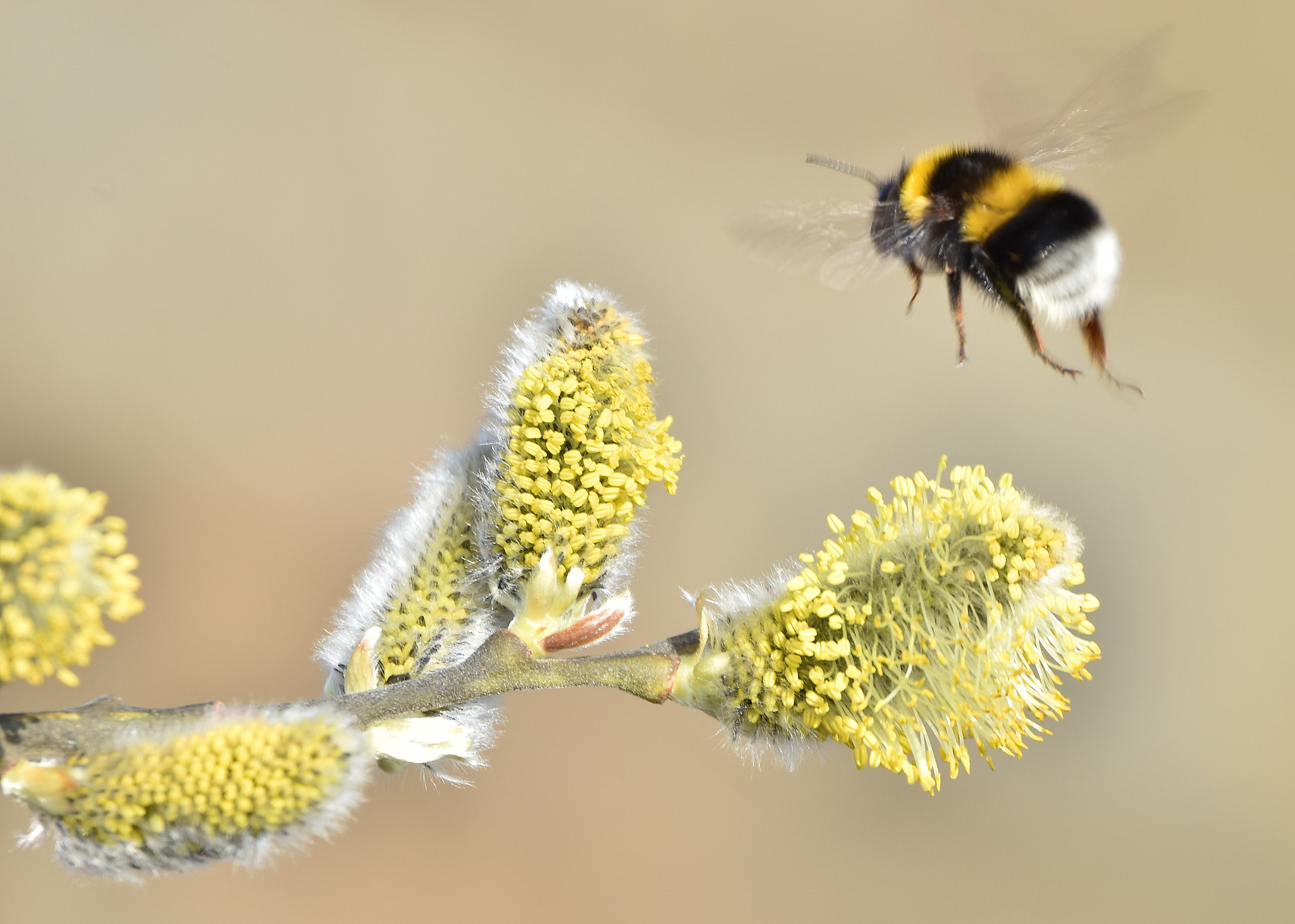 Nikon D7200 + Sigma 150-600mm F5-6.3 DG OS HSM | C sample photo. Spring photography