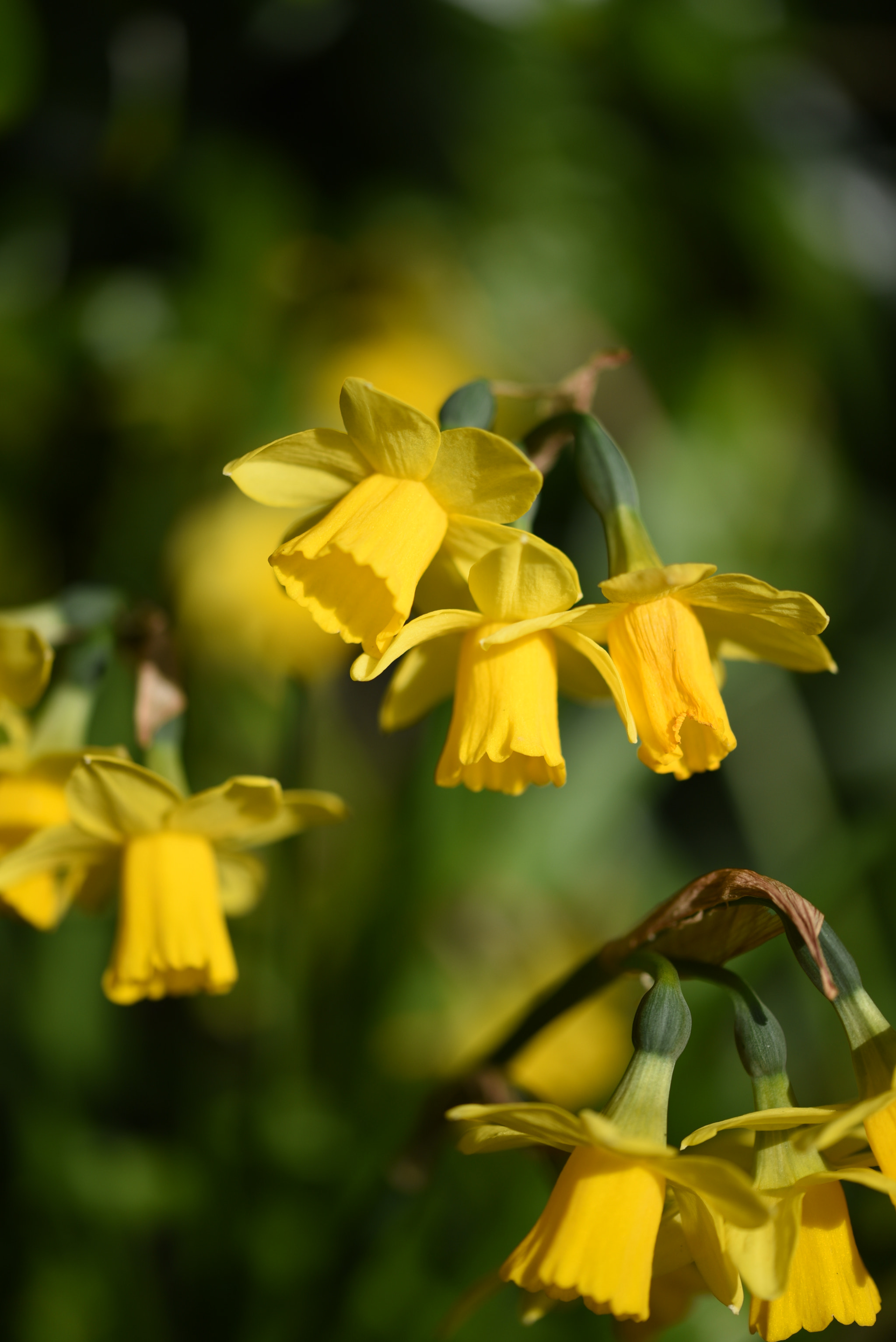 Nikon D750 sample photo. Daffodils photography