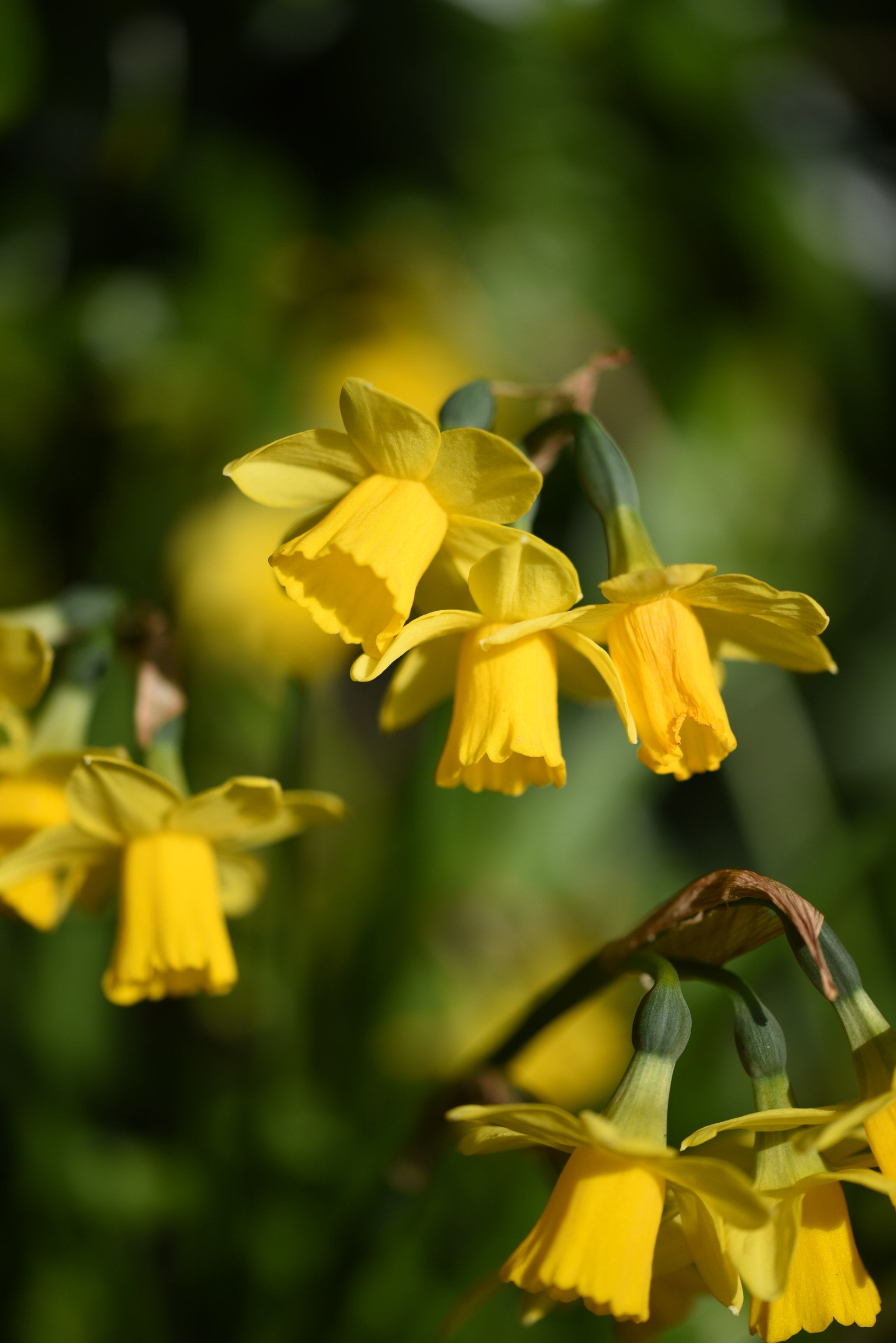 Sigma 105mm F2.8 EX DG OS HSM sample photo. Daffodils photography