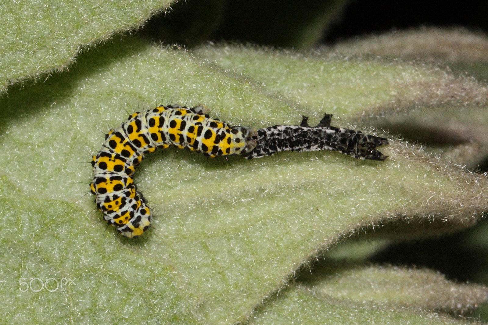 Canon EF 100mm F2.8L Macro IS USM sample photo. Mullein caterpillar and exuvia photography