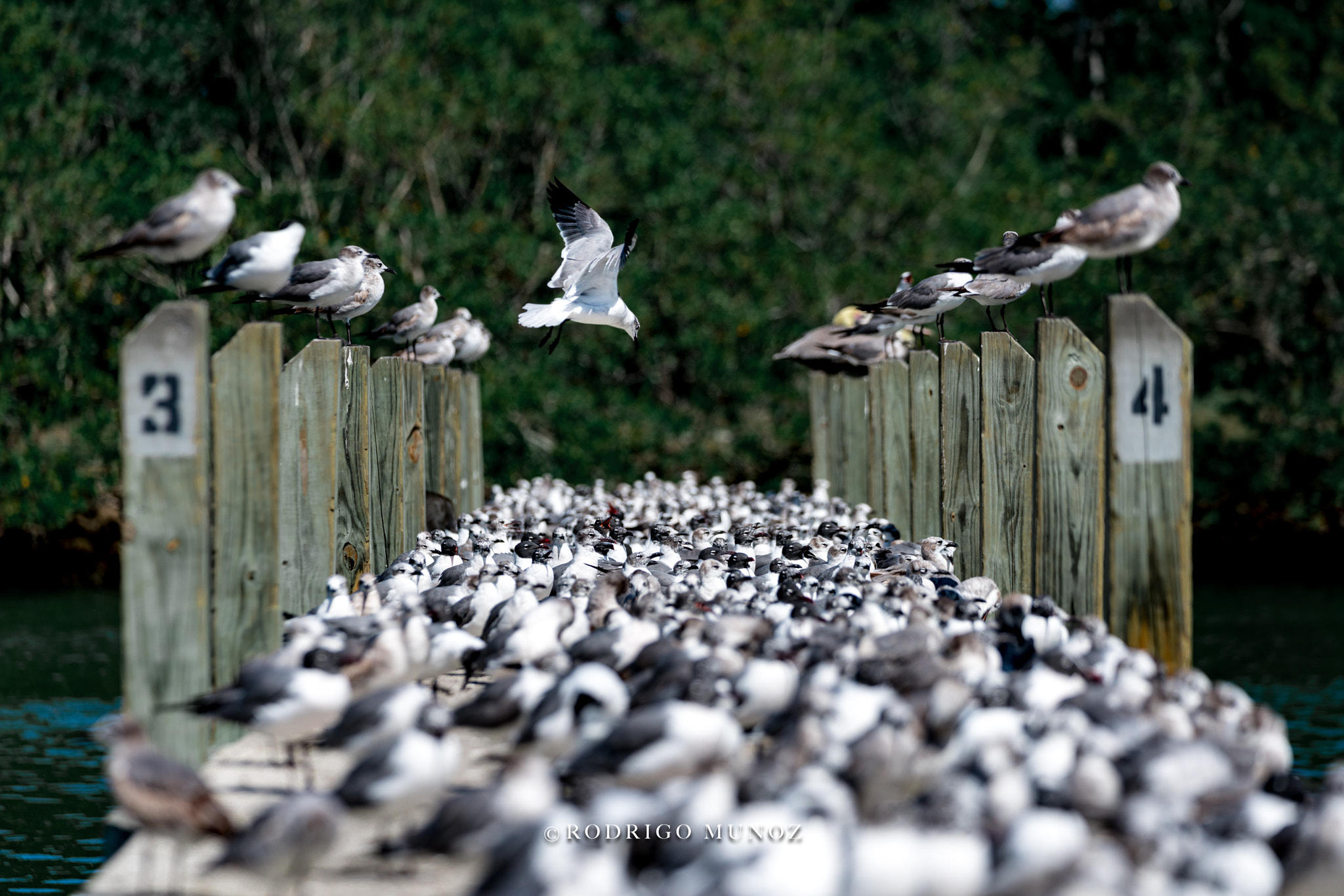 Sony a7R II + Sony FE 70-200mm F2.8 GM OSS sample photo. Get out my way! photography