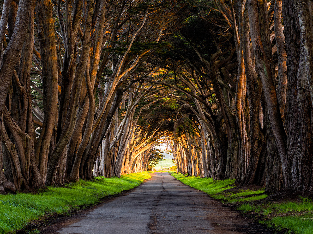 Nikon D810 + PC Micro-Nikkor 85mm f/2.8D sample photo. Cypress tunnel photography