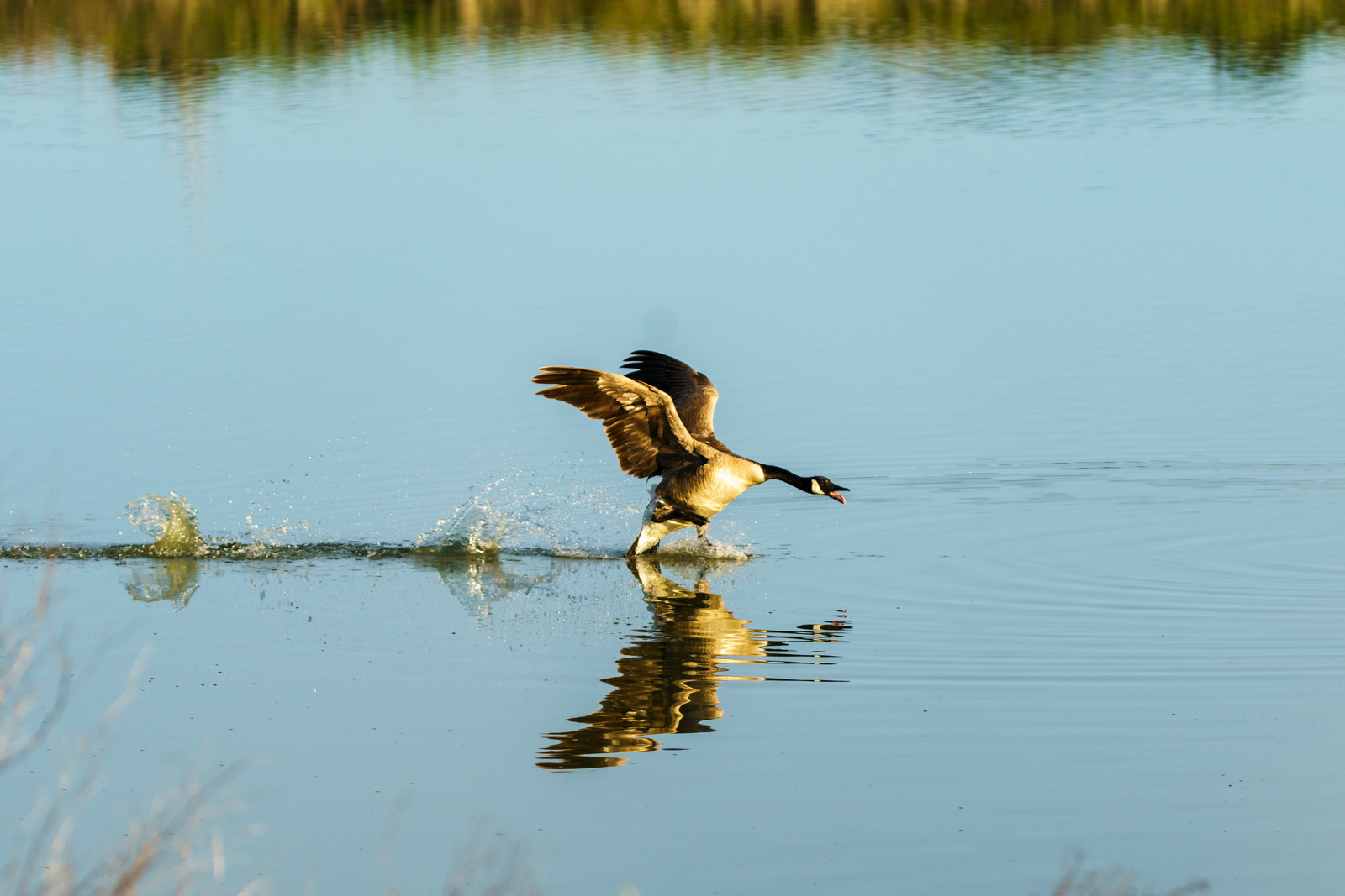 Tamron SP 150-600mm F5-6.3 Di VC USD sample photo. Walkin' on water photography