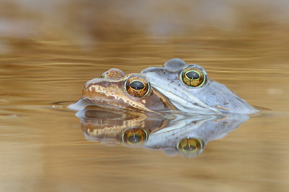 Canon EOS 7D + Canon EF 300mm F4L IS USM sample photo. Spring is in the air! photography