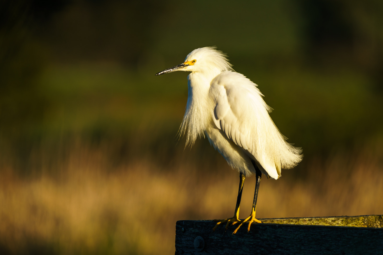Tamron SP 150-600mm F5-6.3 Di VC USD sample photo. Snowy egret photography