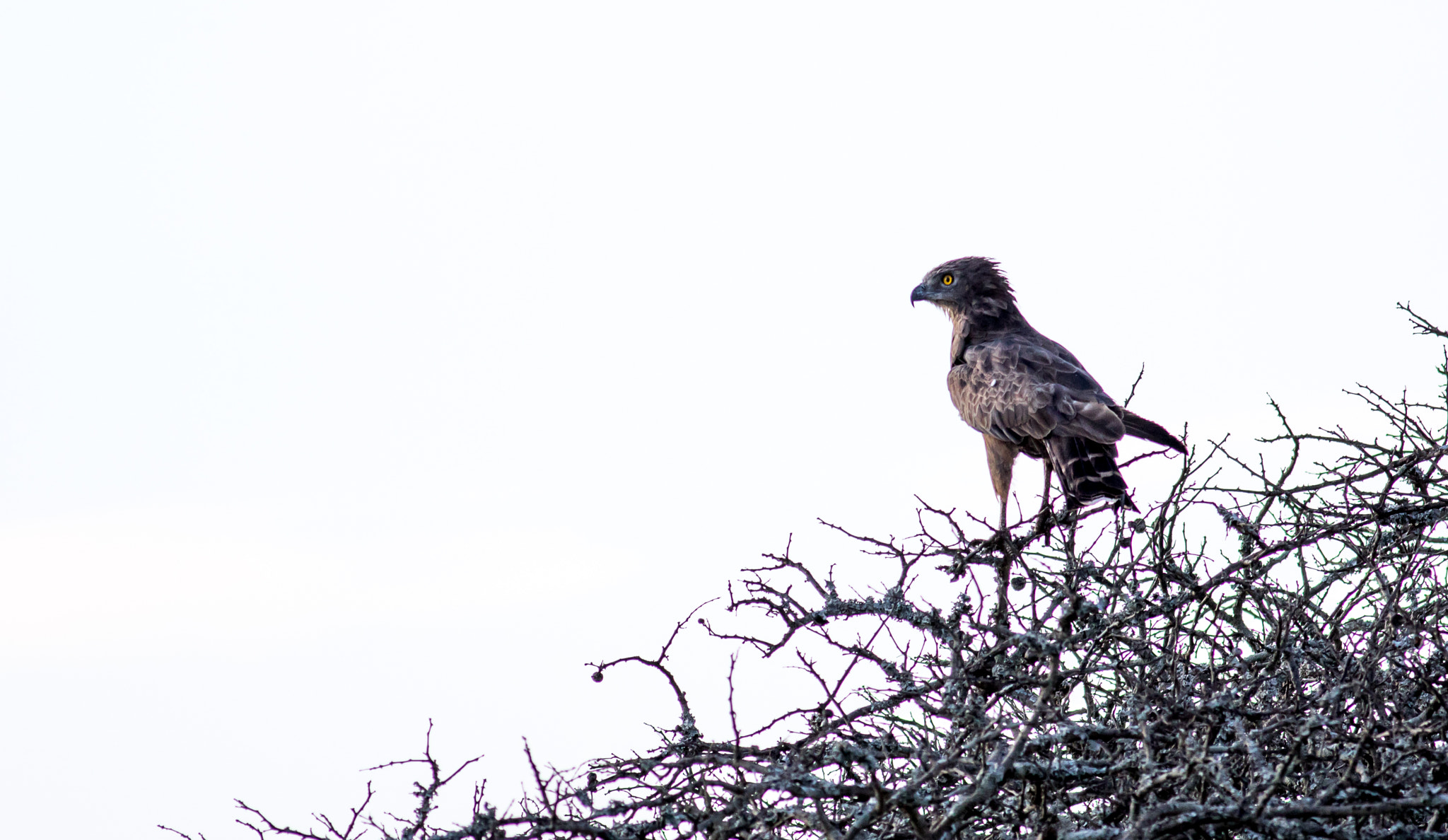 Canon EF 400mm F5.6L USM sample photo. Brown snake eagle photography