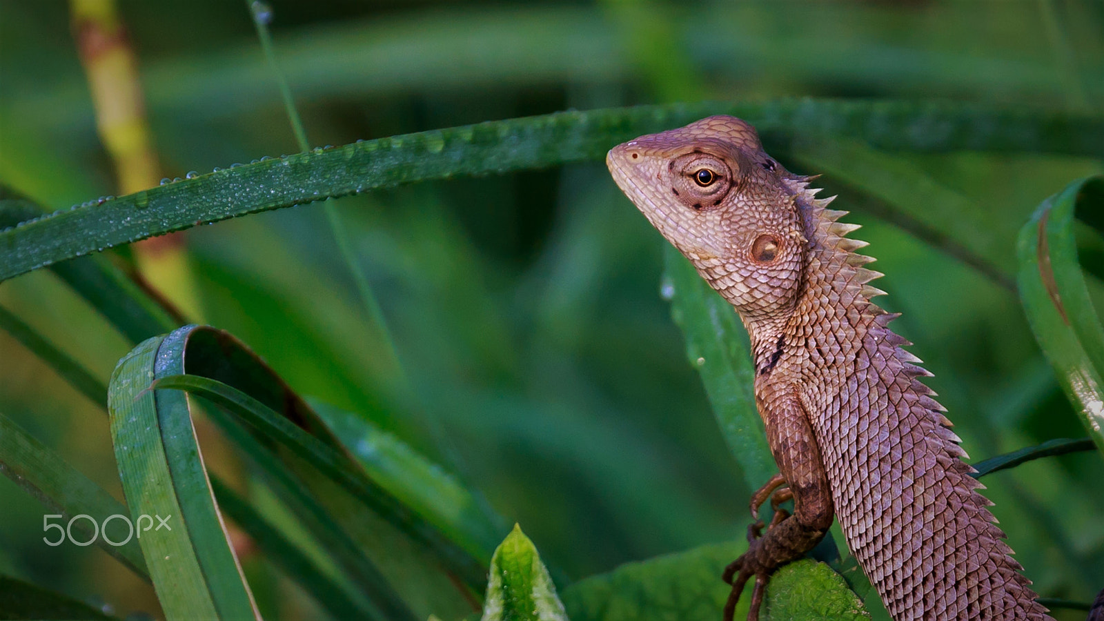 Canon EF 70-300mm F4-5.6L IS USM sample photo. Having a peep...... photography