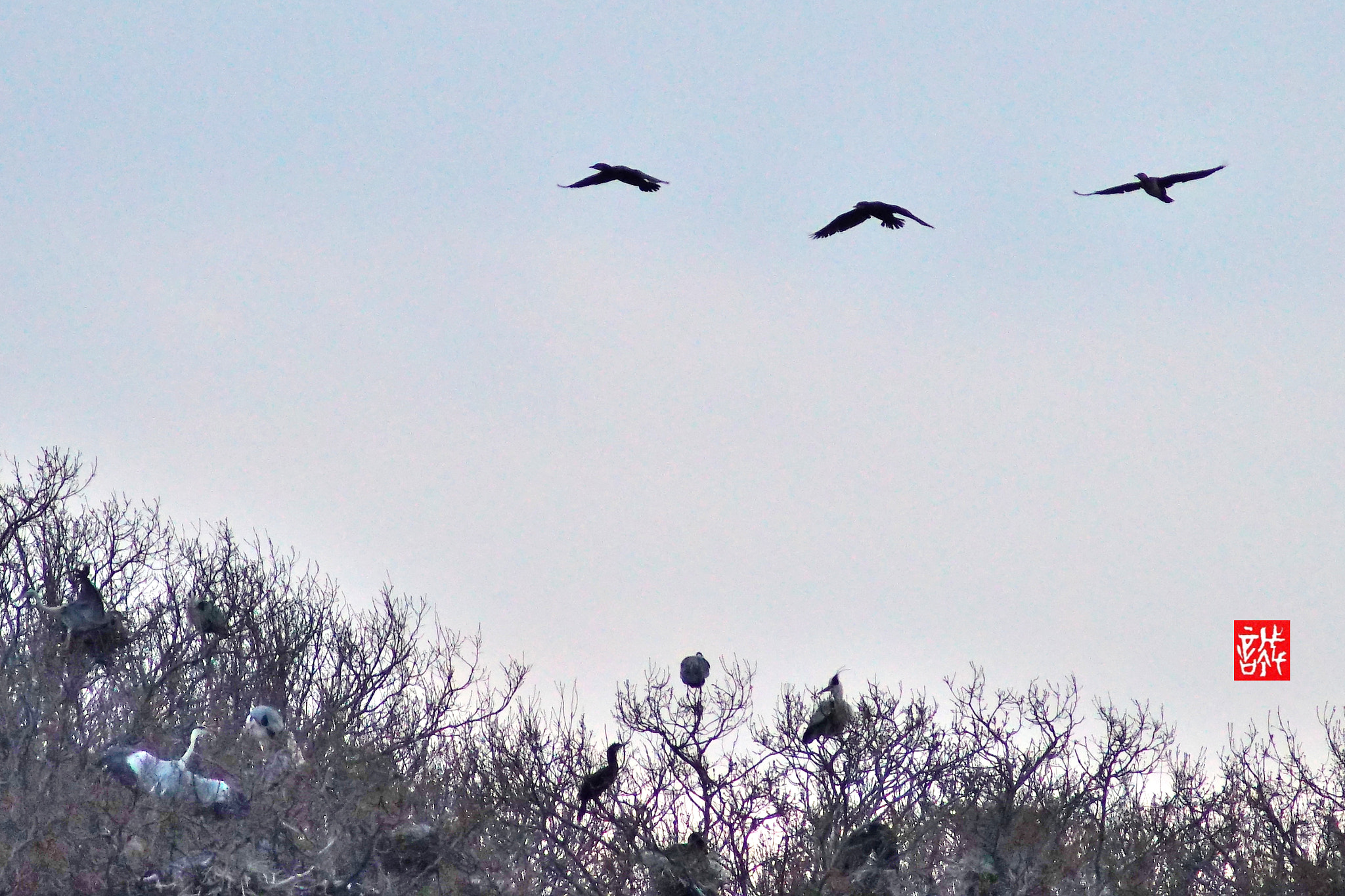 Sony 75-300mm F4.5-5.6 sample photo. Bieds 0324 photography