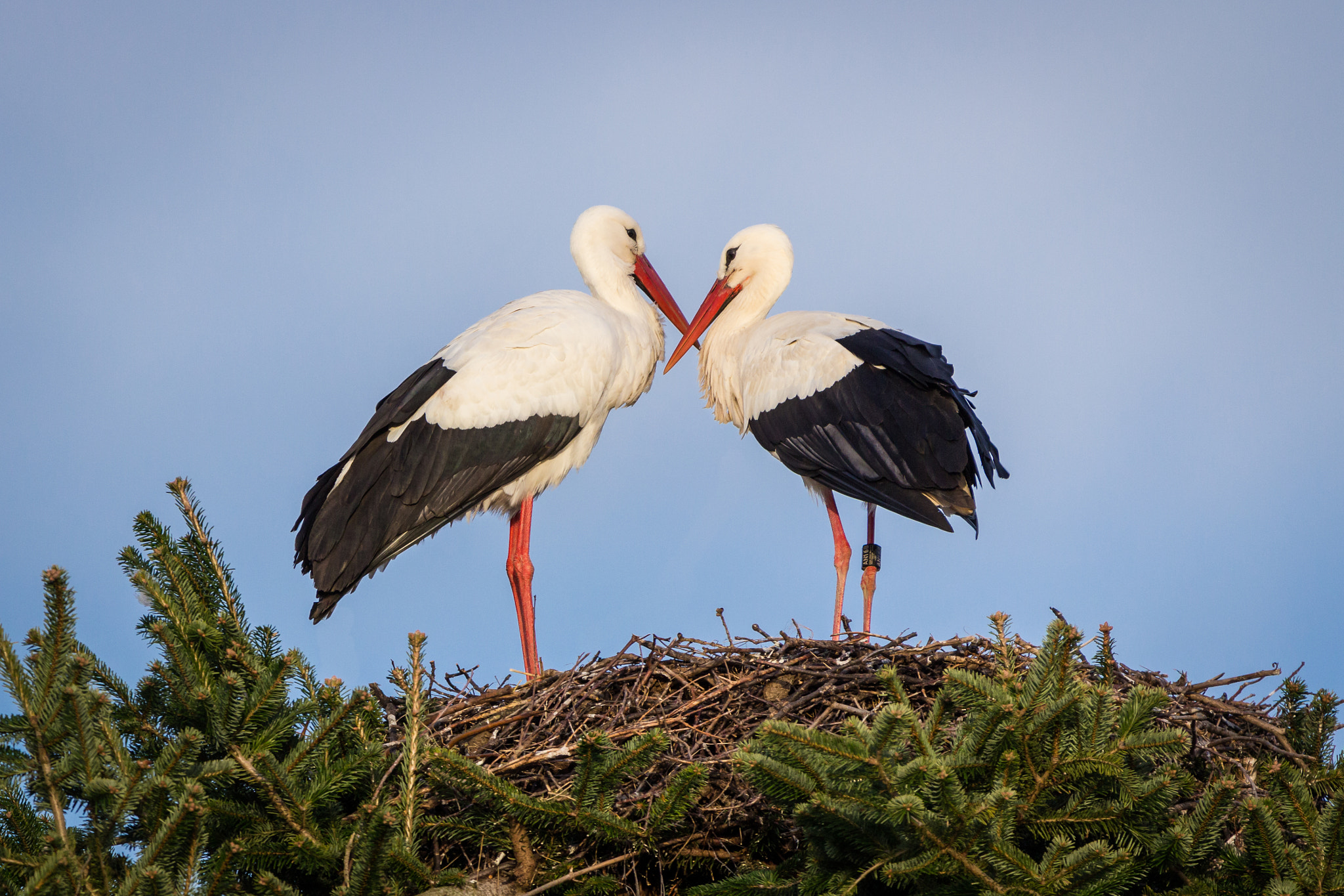 150-600mm F5-6.3 DG OS HSM | Contemporary 015 sample photo. My love photography