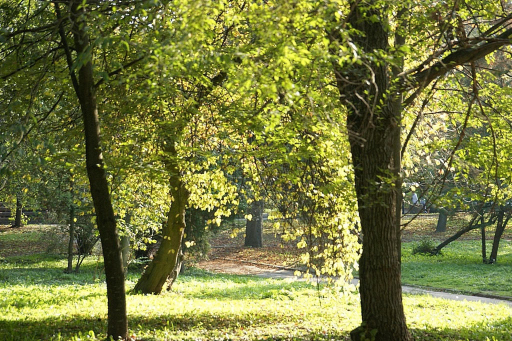 Sony DT 18-135mm F3.5-5.6 SAM sample photo. City park photography