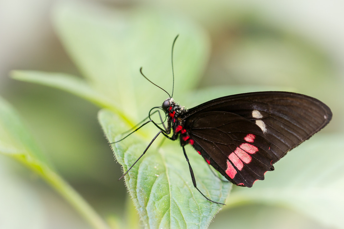 Canon EF 100mm F2.8L Macro IS USM sample photo. Butterfly photography