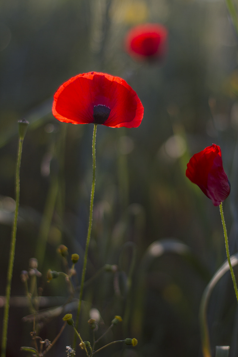 Canon EOS 7D + Canon EF 50mm F1.4 USM sample photo