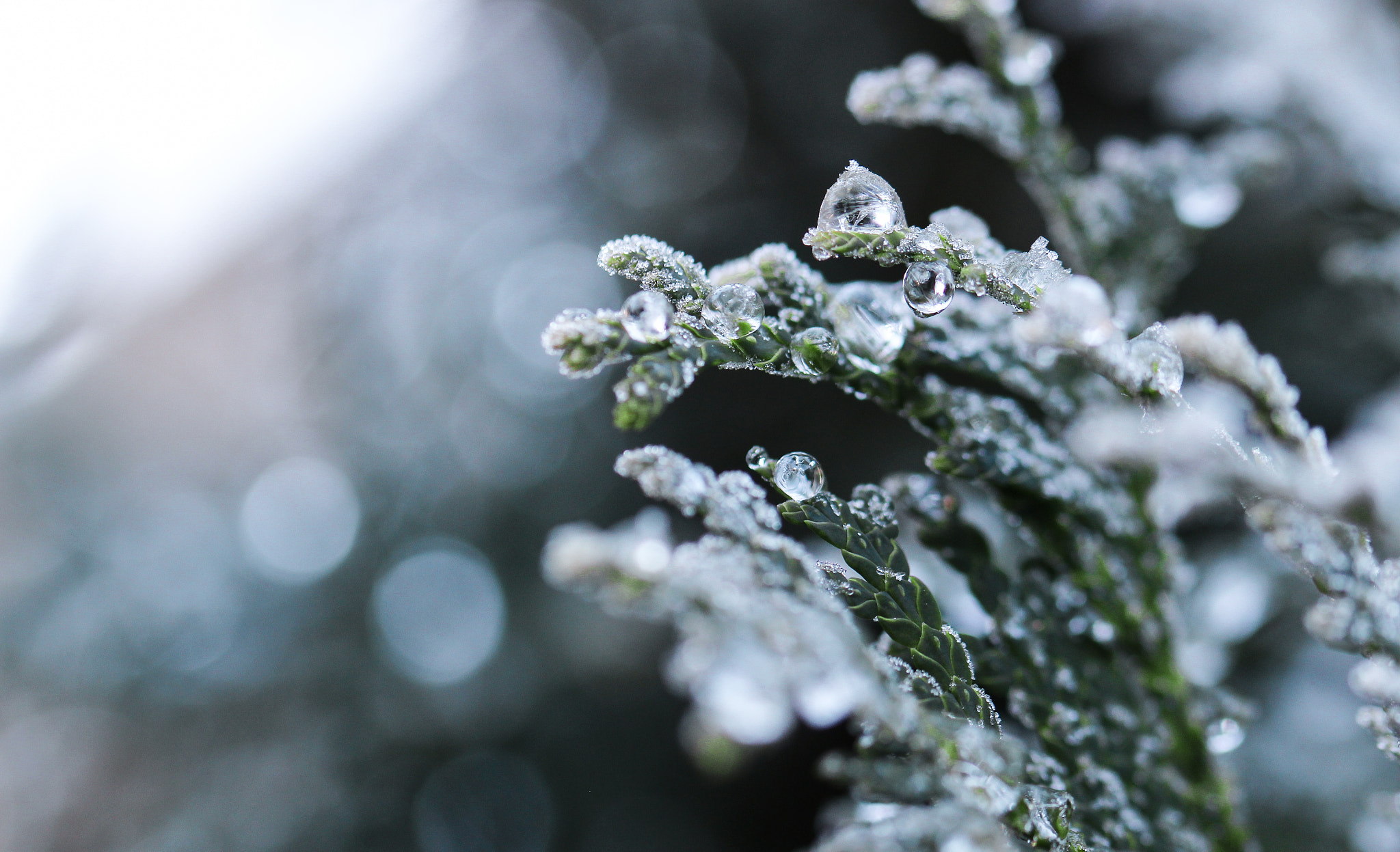 Canon EF 100mm F2.8L Macro IS USM sample photo. Crystal balls on christmas photography