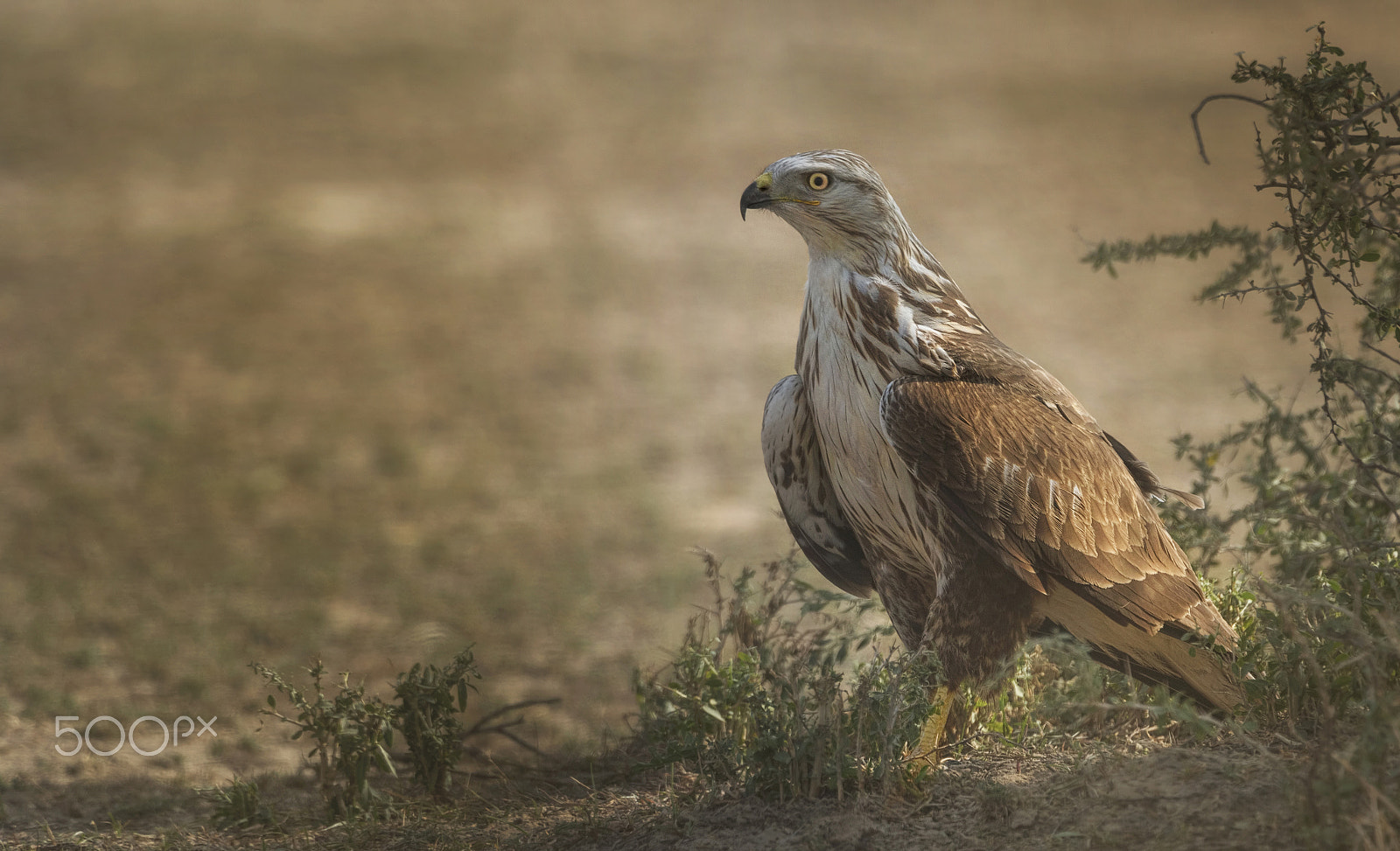 Nikon D750 + Nikon AF-S Nikkor 500mm F4G ED VR sample photo. Long-legged buzzard photography