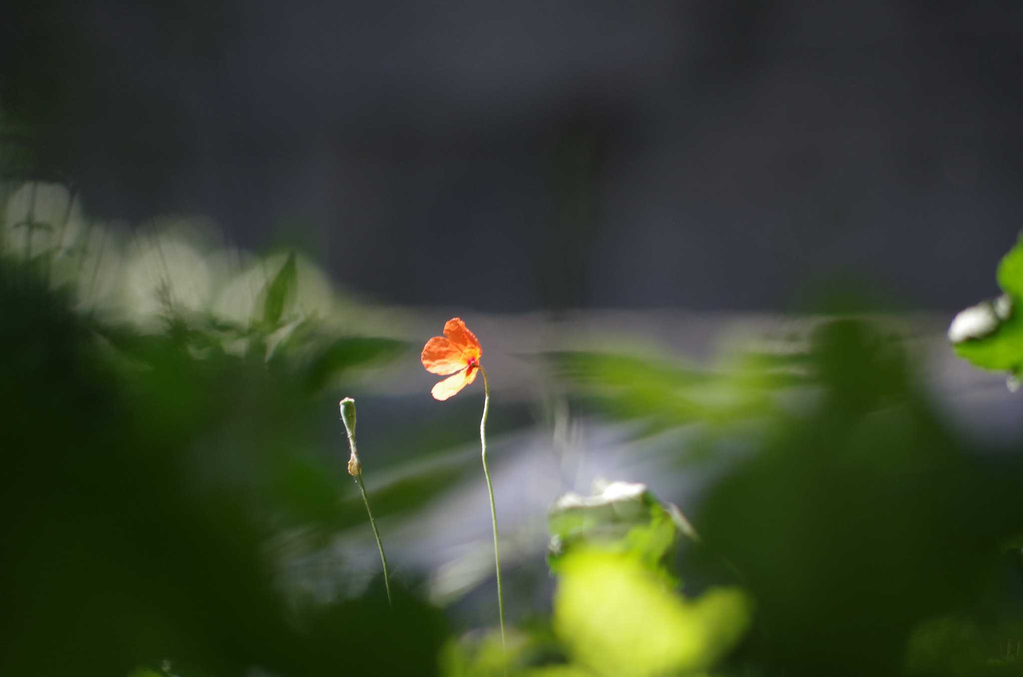 Pentax K-50 + HD Pentax DA 55-300mm F4.0-5.8 ED WR sample photo. The princess and the frog photography