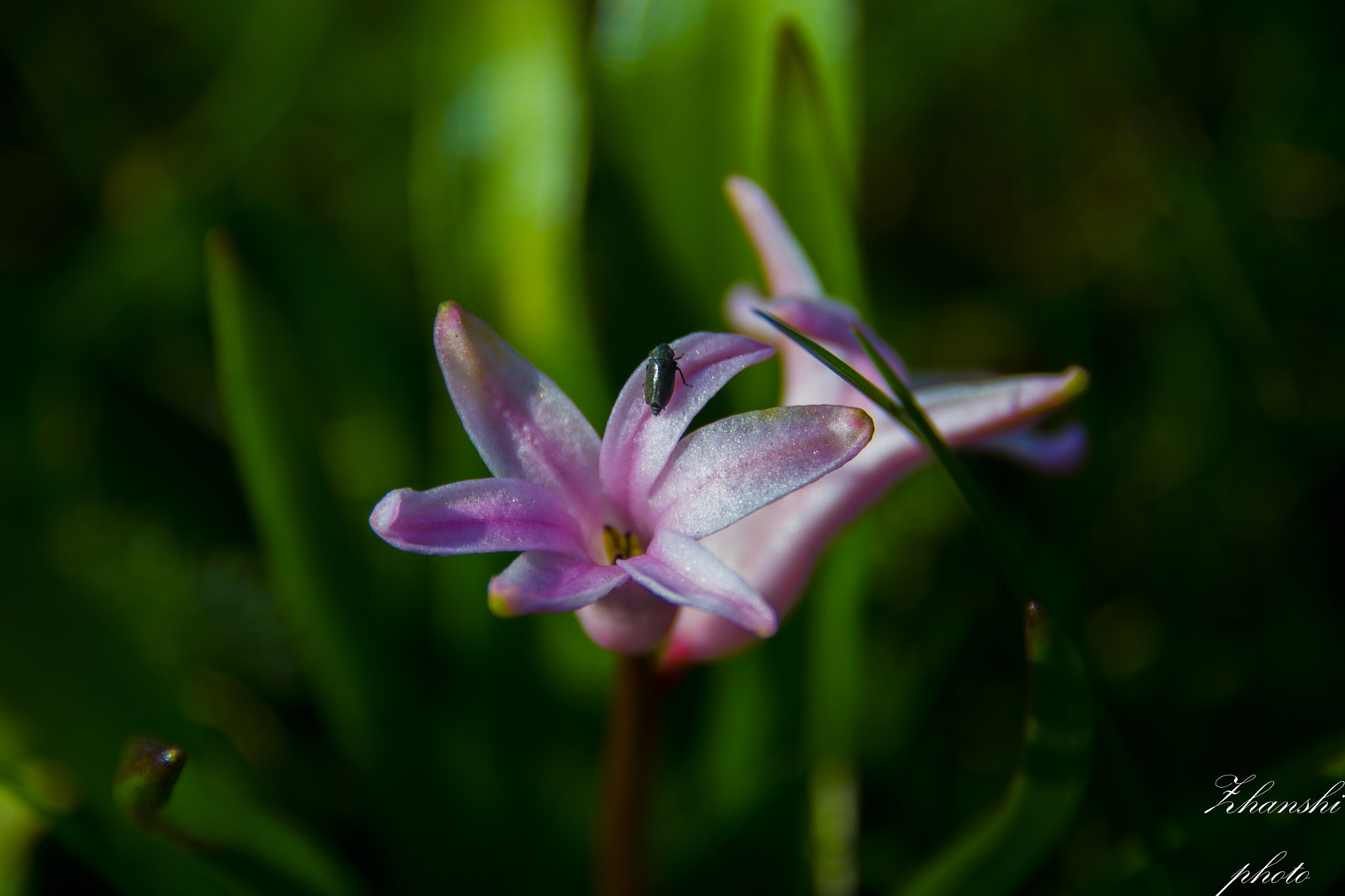 Nikon D3100 sample photo. Flower photography