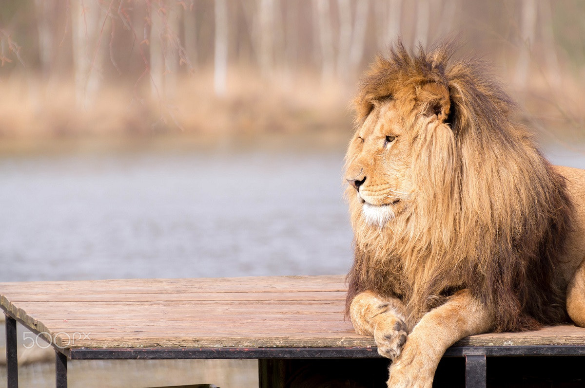 Nikon D3200 sample photo. Lion enjoying the sun photography