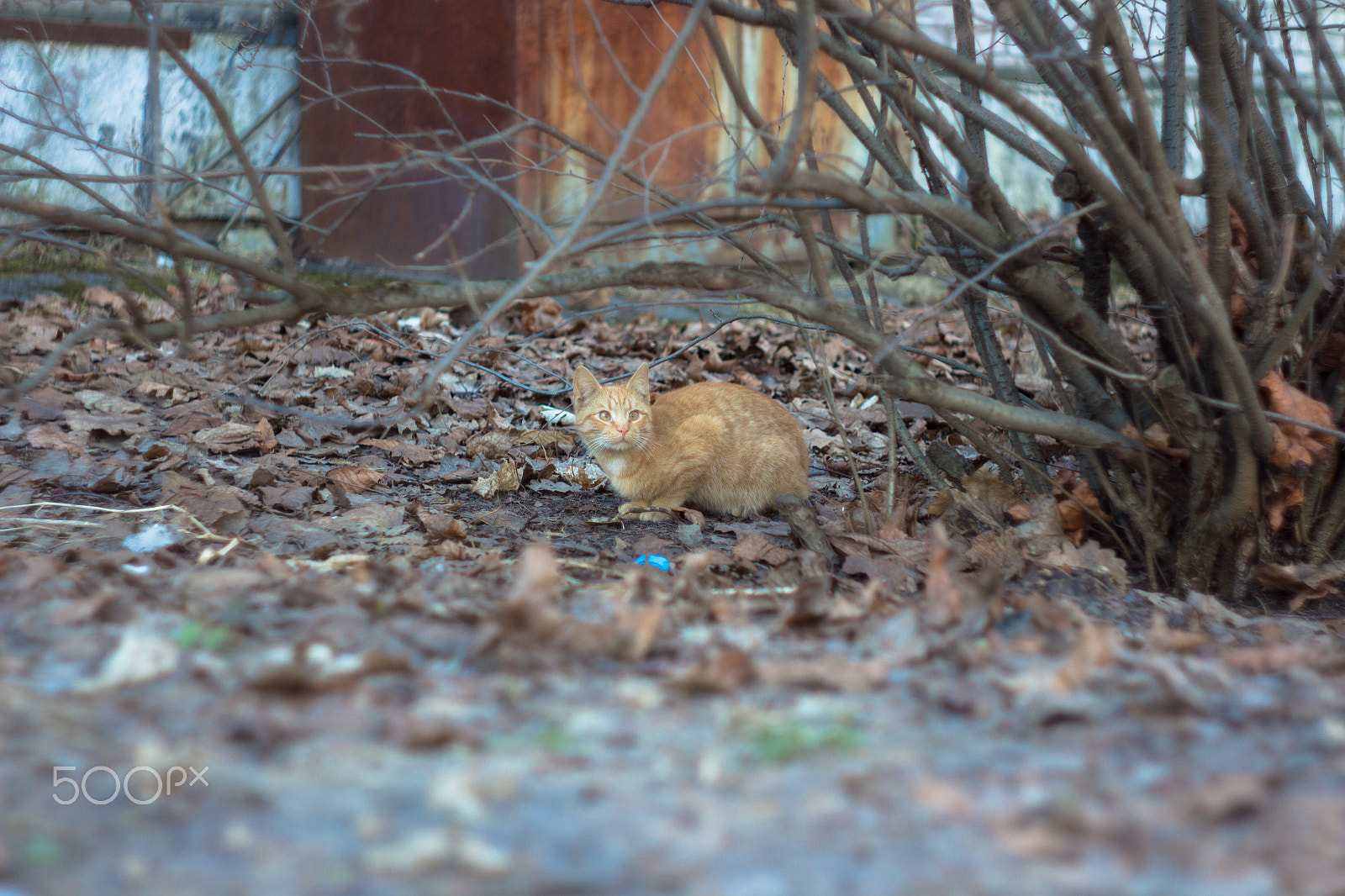Canon EF 35-80mm f/4-5.6 sample photo. Curious look photography
