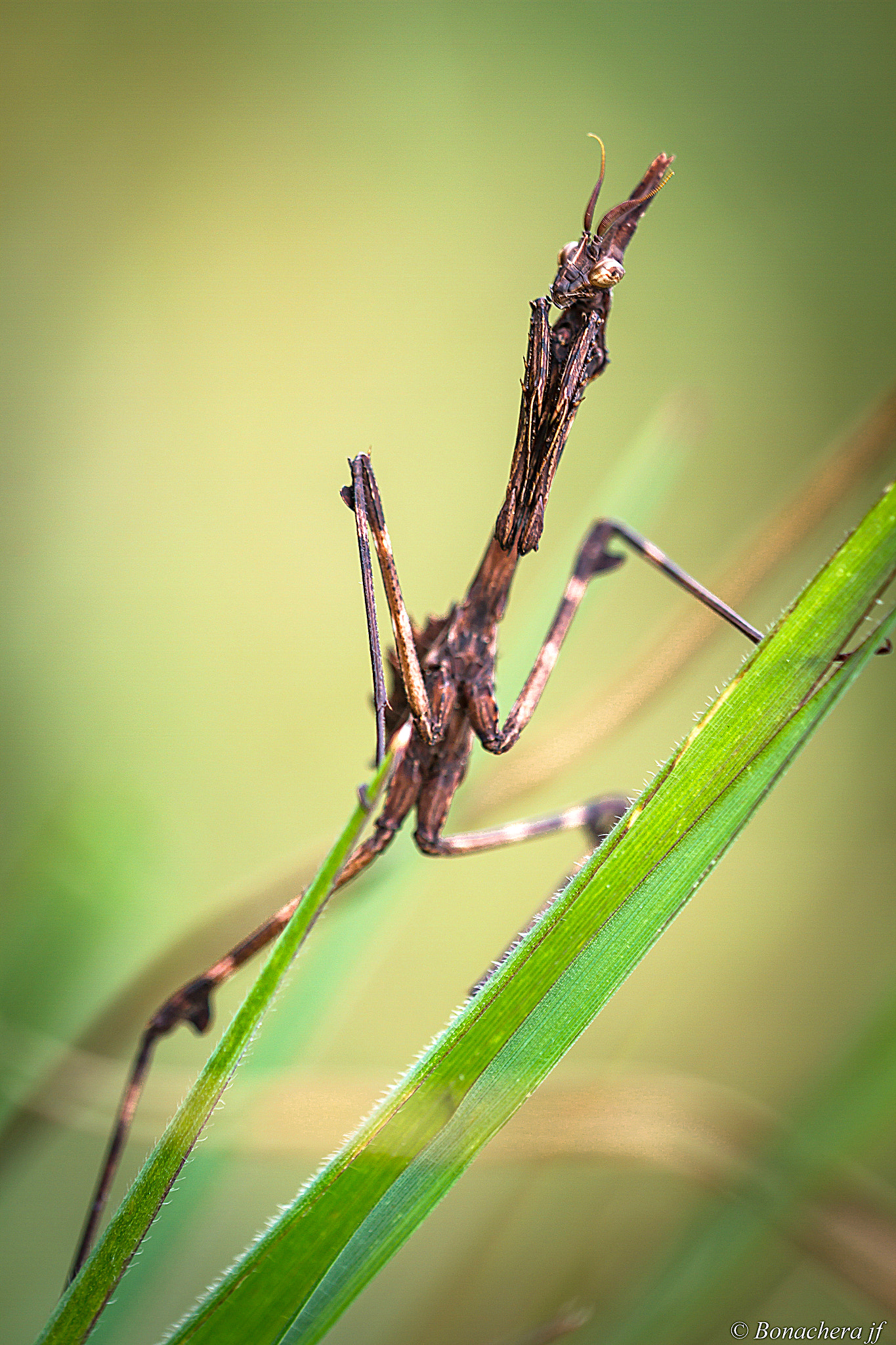 Sigma 150mm f/2.8 EX DG OS HSM APO Macro sample photo. Le diablotin(2) photography
