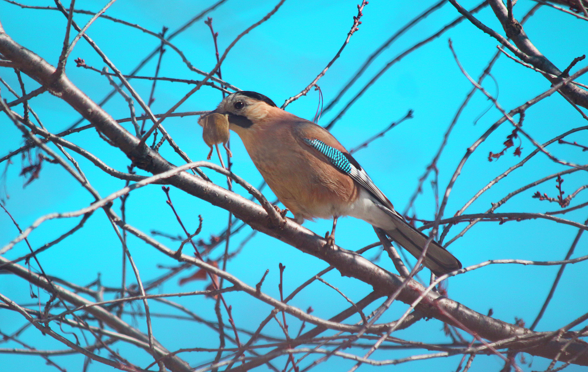 Sigma 150-500mm F5-6.3 DG OS HSM sample photo. Crow photography