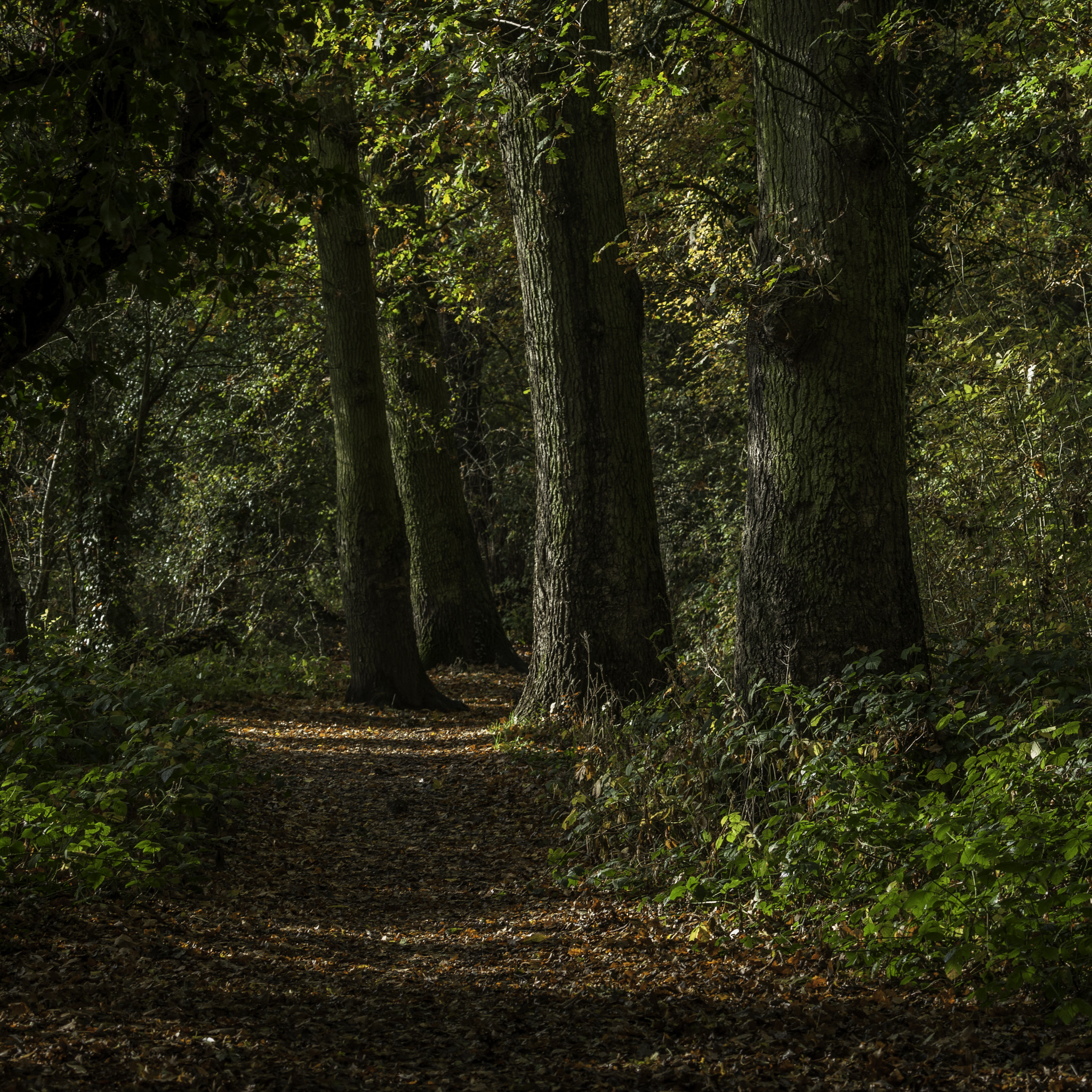 Canon EOS 5D Mark II + Canon EF 100-400mm F4.5-5.6L IS USM sample photo. Pioneer meadows photography