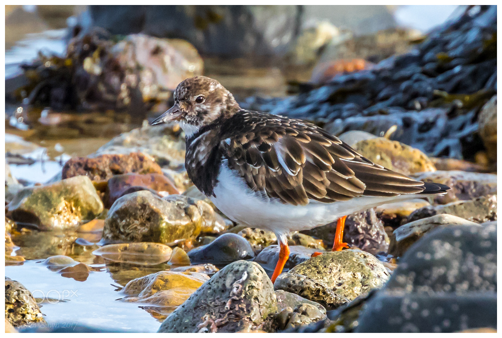 Canon EF 70-300mm F4-5.6L IS USM sample photo. Turnstone photography