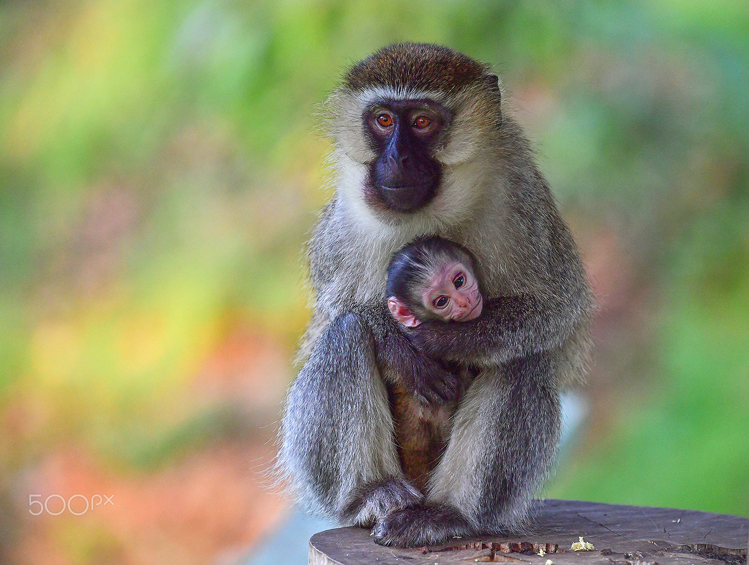 Nikon D5 sample photo. Vervet monkey photography