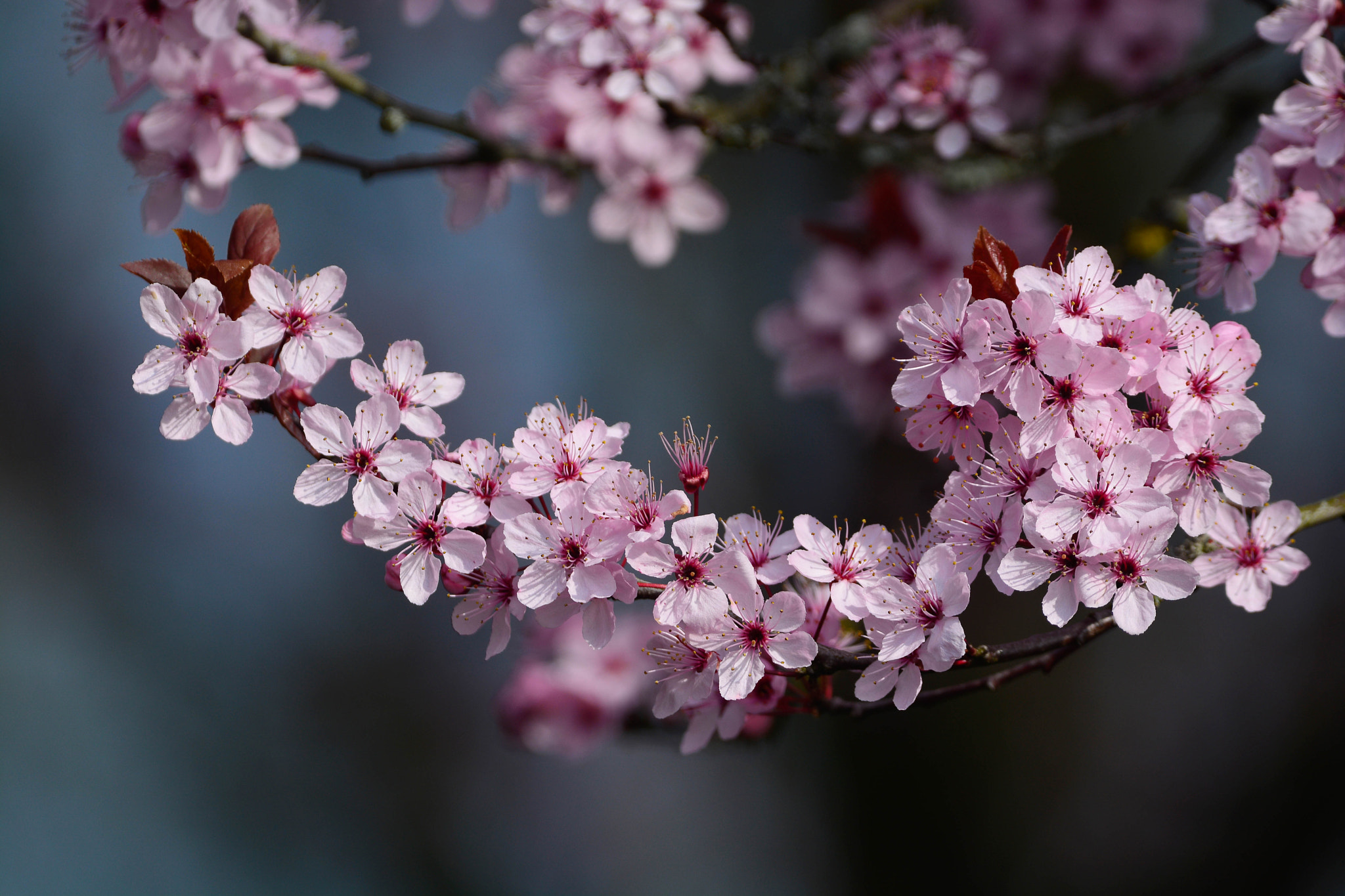 Nikon D7100 sample photo. Spring blossoms photography