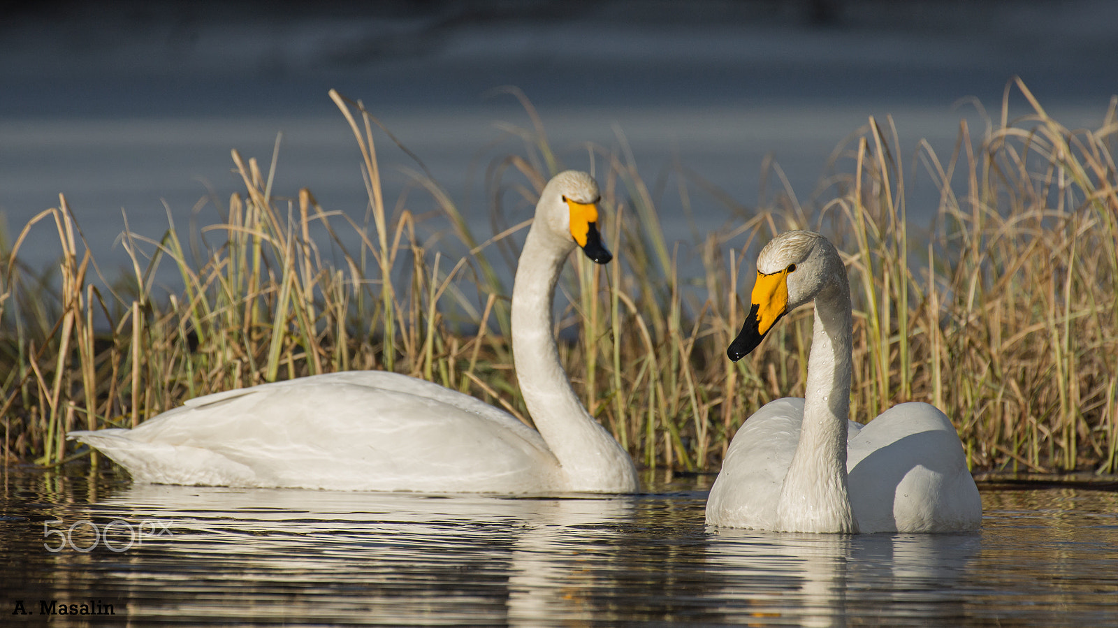 Nikon AF-S Nikkor 200-500mm F5.6E ED VR sample photo. Swan duo photography