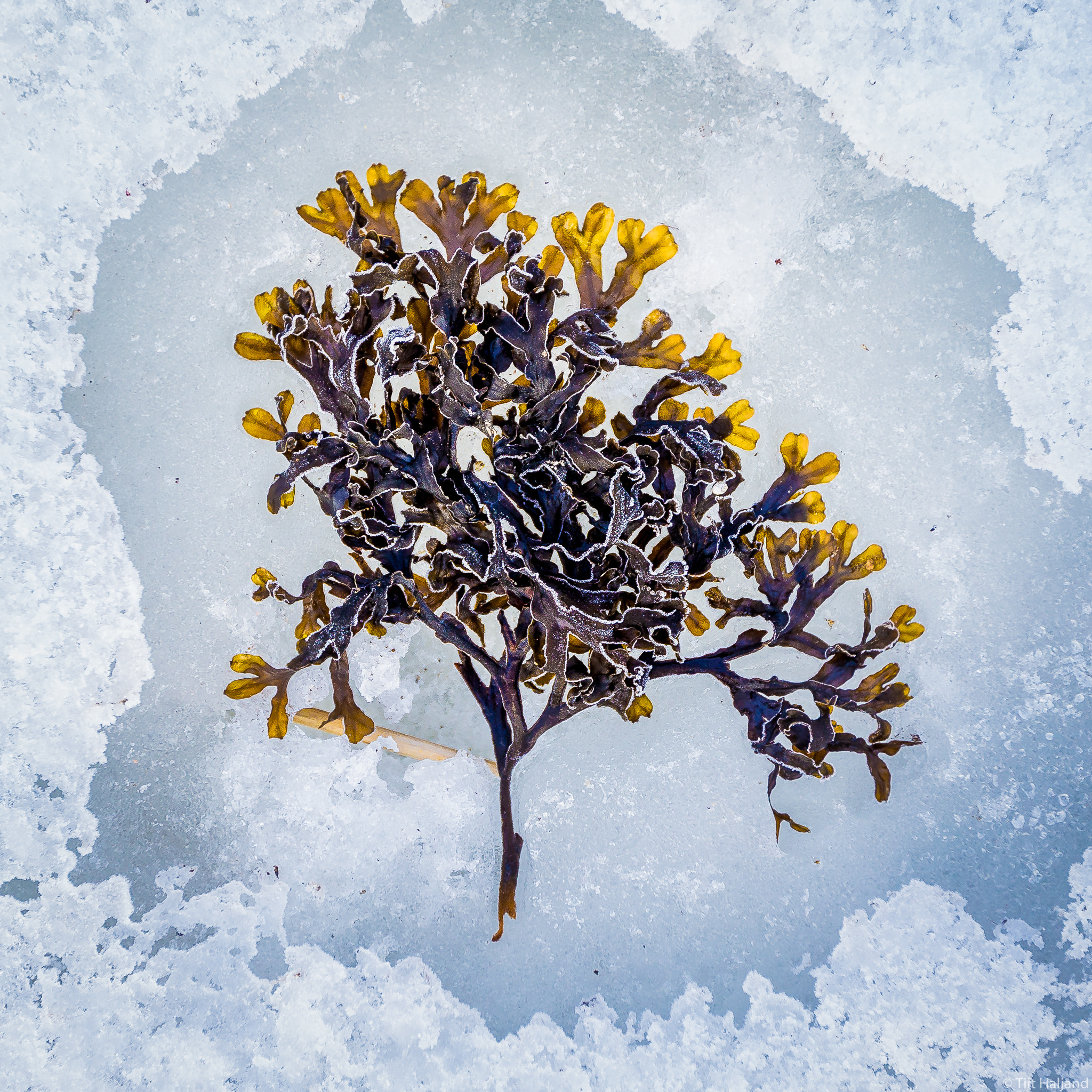 Canon EOS-1D X + Canon EF 16-35mm F2.8L II USM sample photo. Seaweed in ice photography