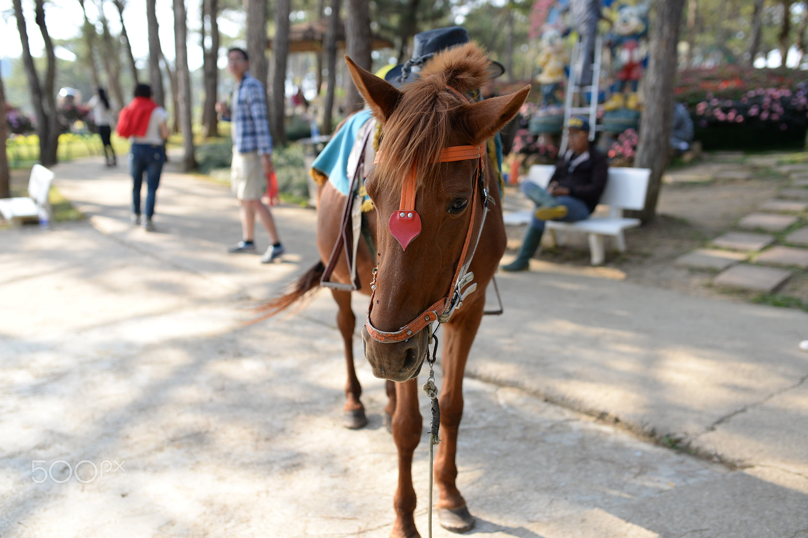 Nikon D610 sample photo. Horse at love valley photography