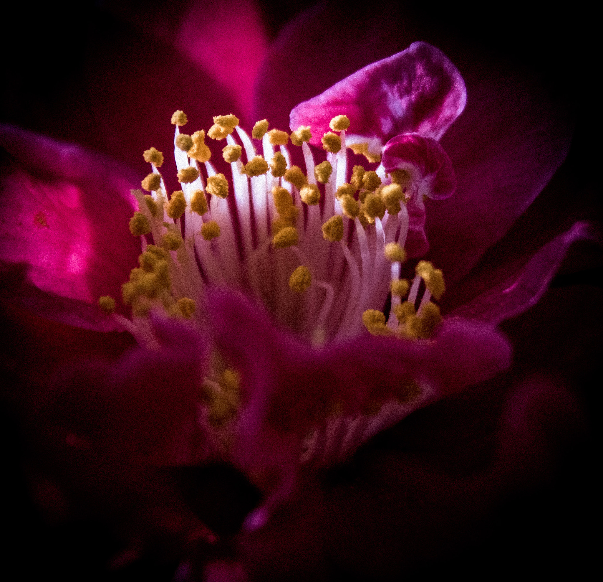 Tamron SP AF 17-50mm F2.8 XR Di II LD Aspherical (IF) sample photo. Tout un monde,  le coeur de mon camélia dans mon jardin mars 2017  photography