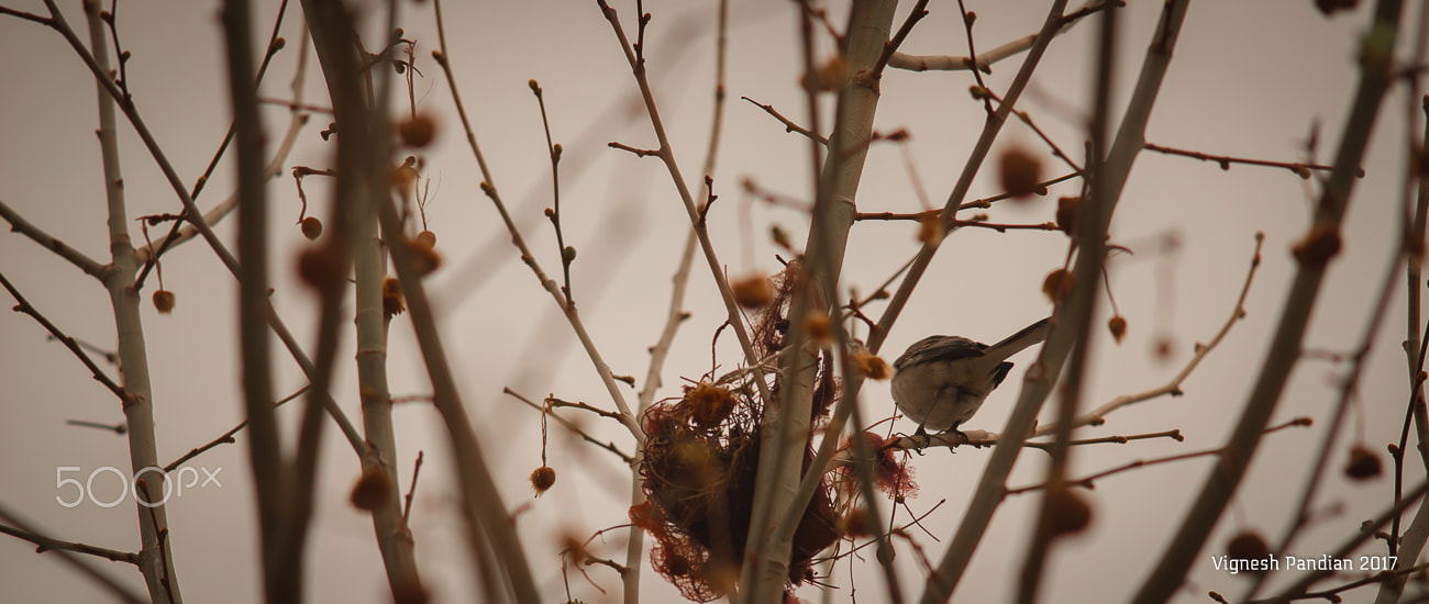 Nikon D800 + Nikon AF-S Nikkor 300mm F4D ED-IF sample photo. Nesting deep in the wilderness photography