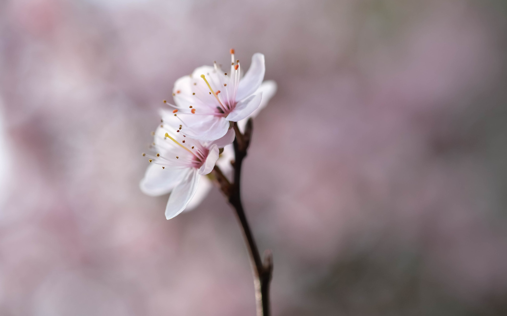 Fujifilm XF 60mm F2.4 R Macro sample photo. Promesse de fruits photography