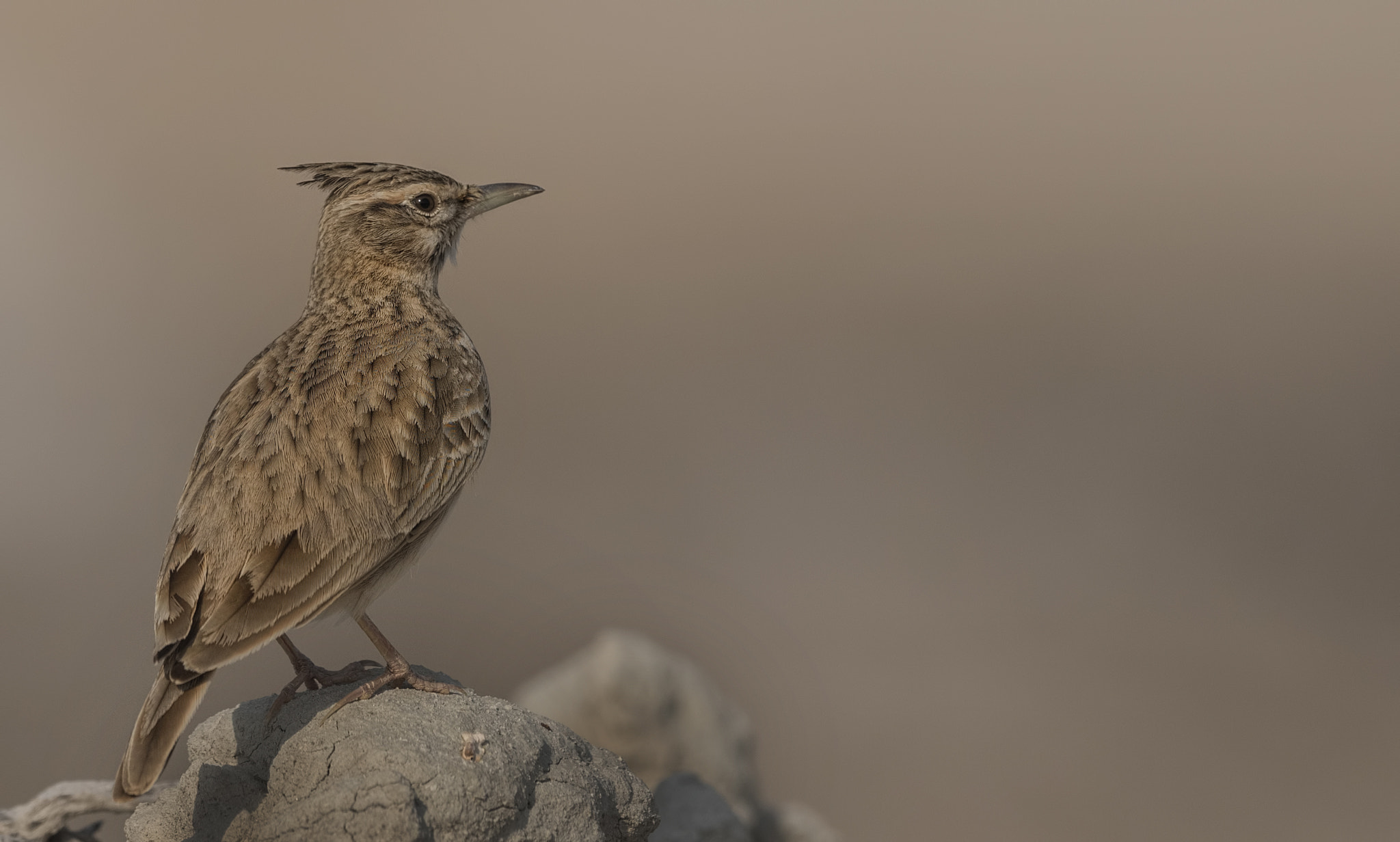 Nikon D750 + Nikon AF-S Nikkor 500mm F4G ED VR sample photo. Crested lark photography