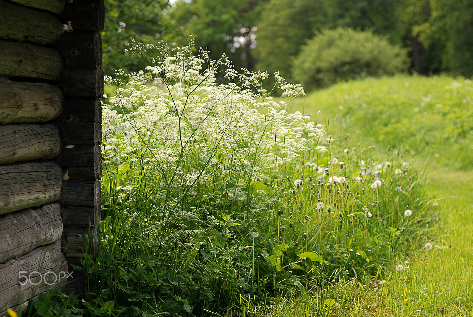 Nikon D80 sample photo. Summer photography